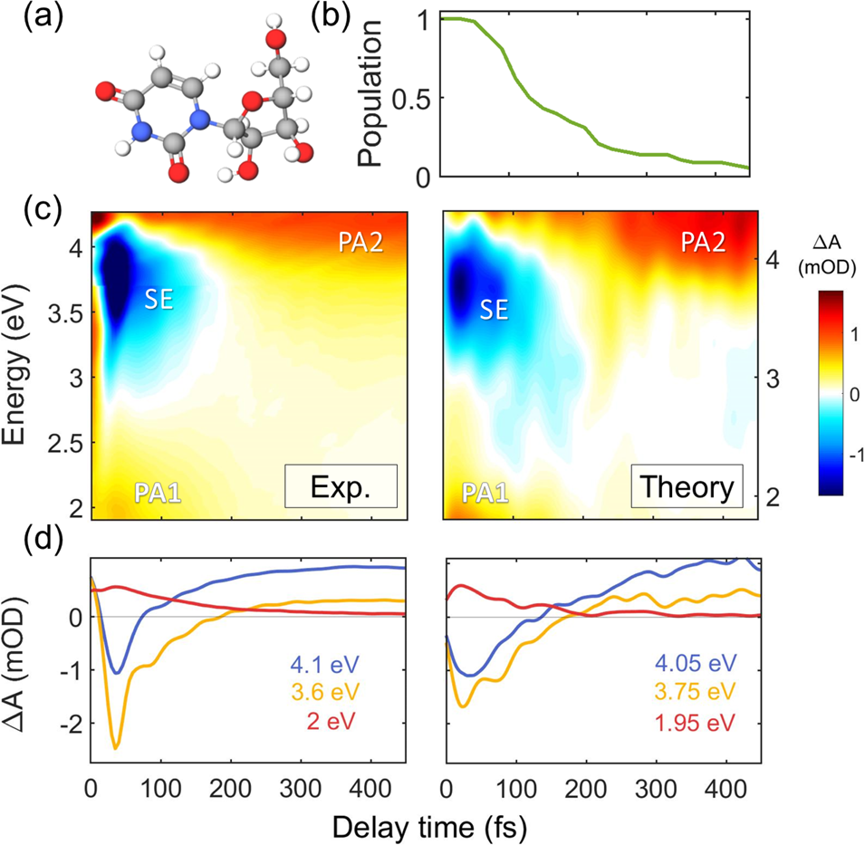 Tracking Excited State Decay Mechanisms Of Pyrimidine Nucleosides In Real Time Nature Communications