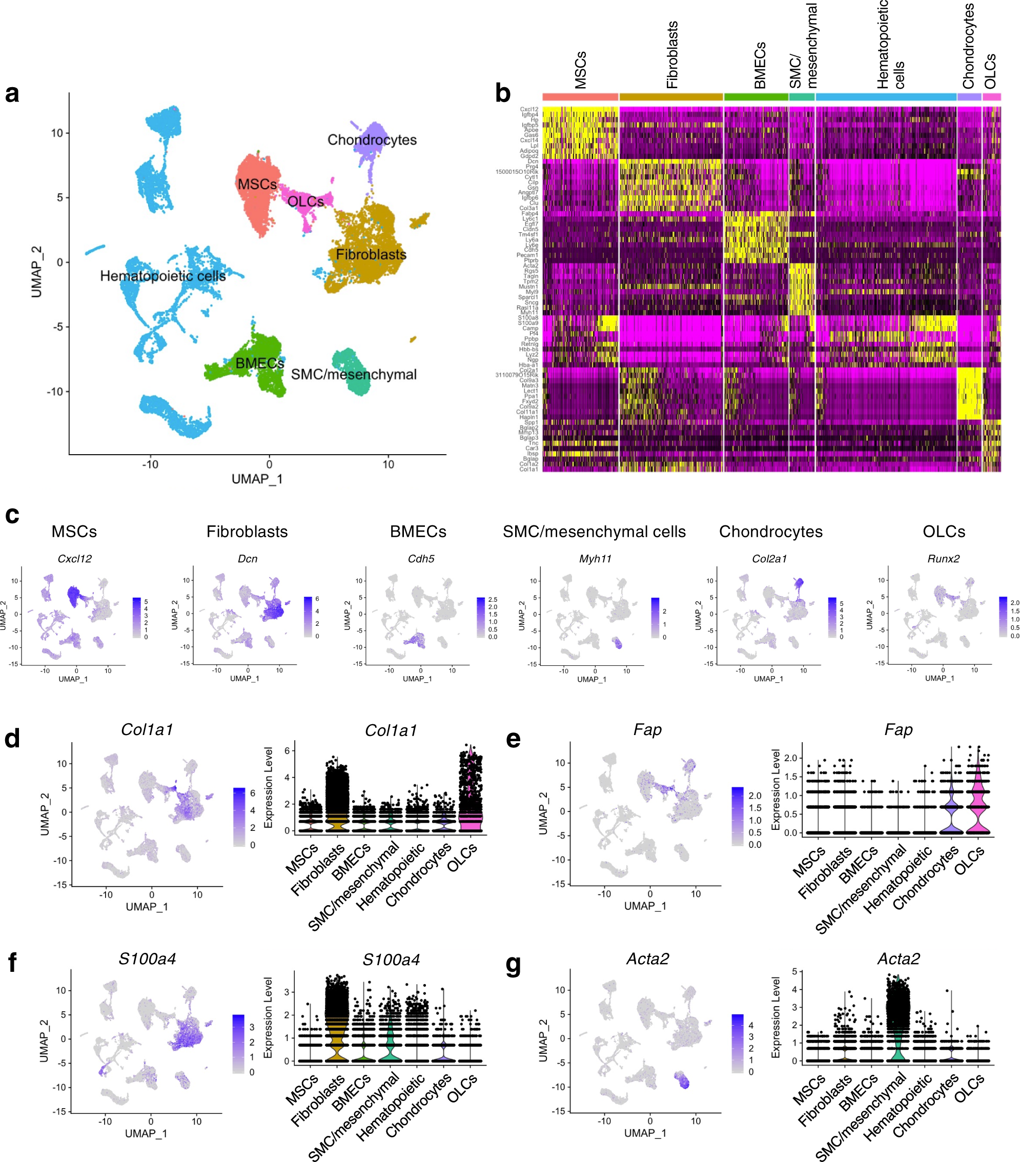 Type-I collagen produced by distinct fibroblast lineages reveals specific  function during embryogenesis and Osteogenesis Imperfecta | Nature  Communications