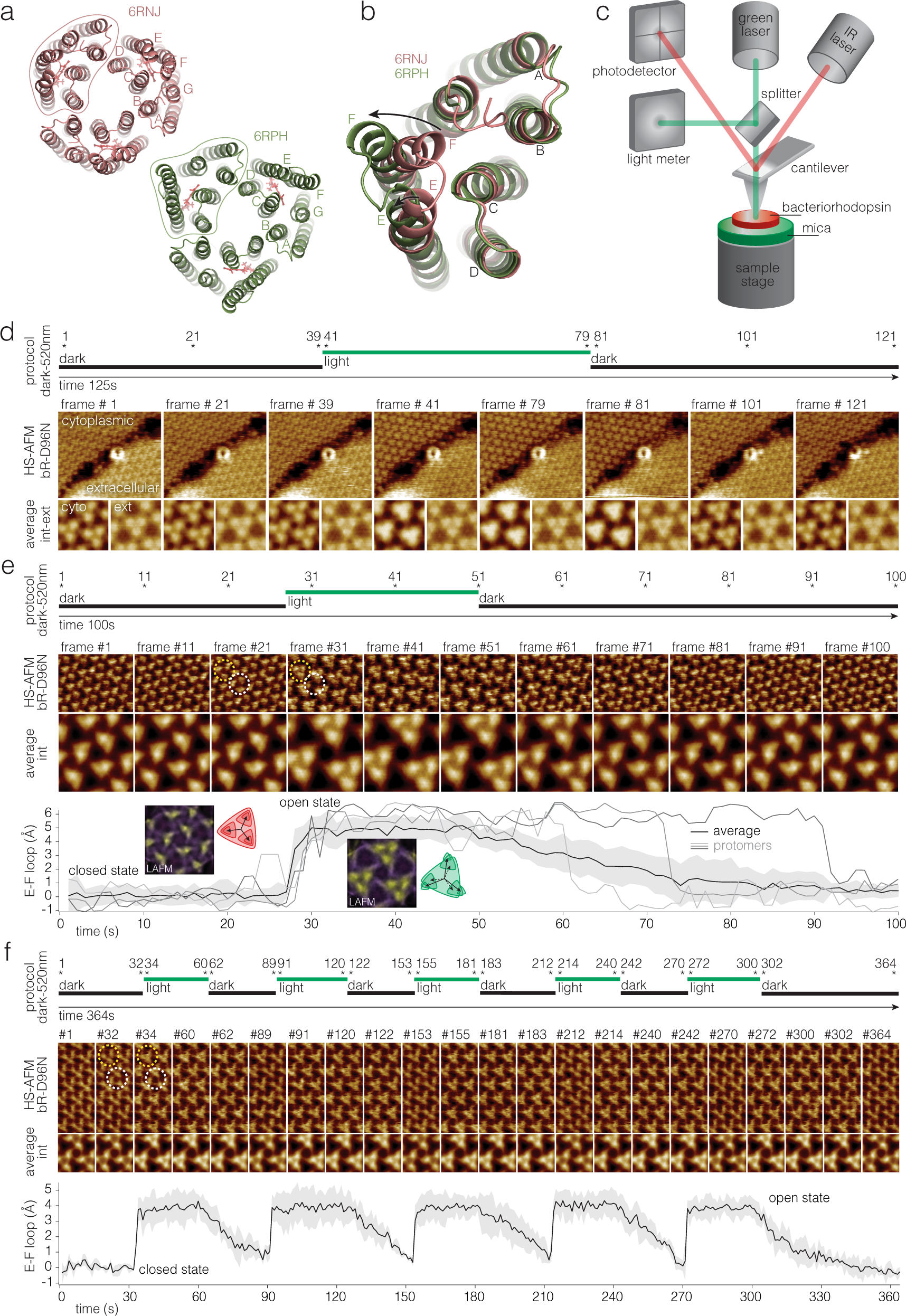 Single molecule kinetics of bacteriorhodopsin by HS-AFM | Nature  Communications