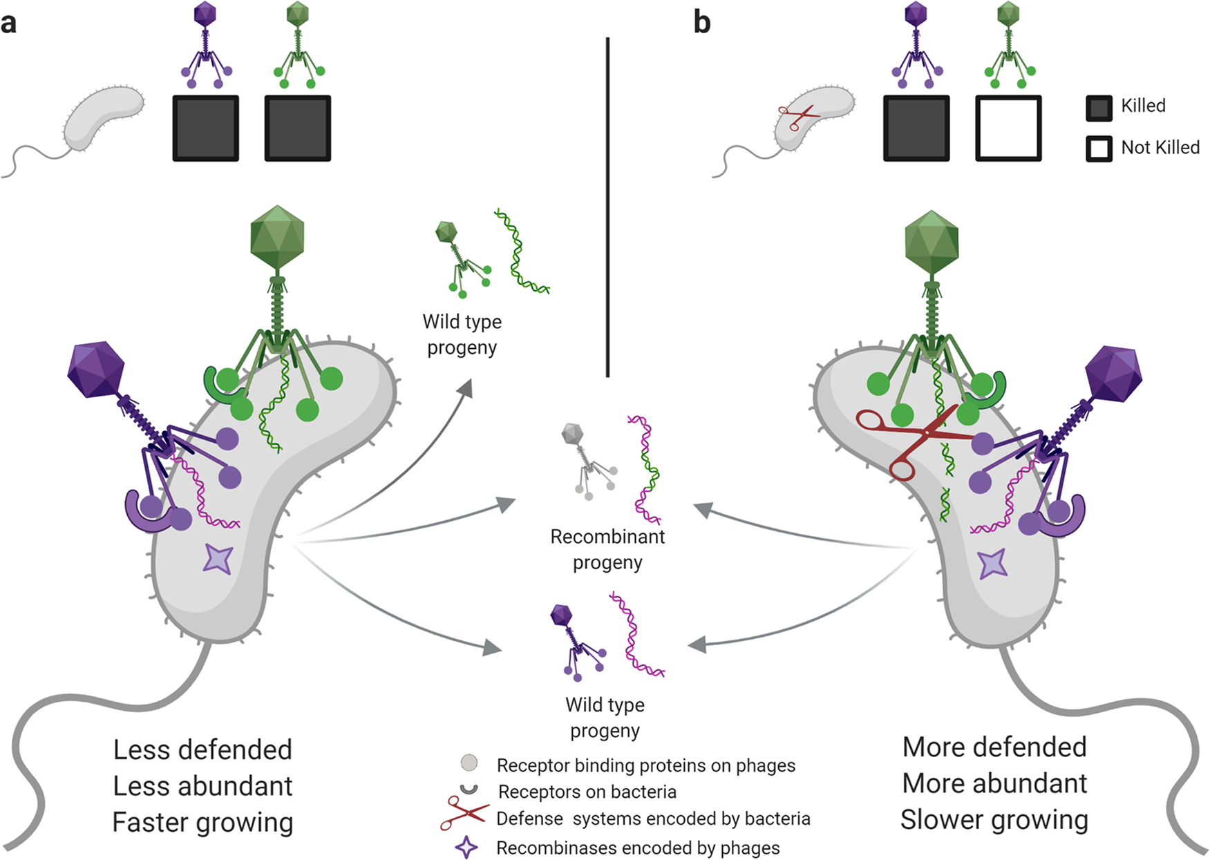Fig. 7: Cryptic-coinfection models reconcile sparse killing overlap with prevalent recombination in phages.