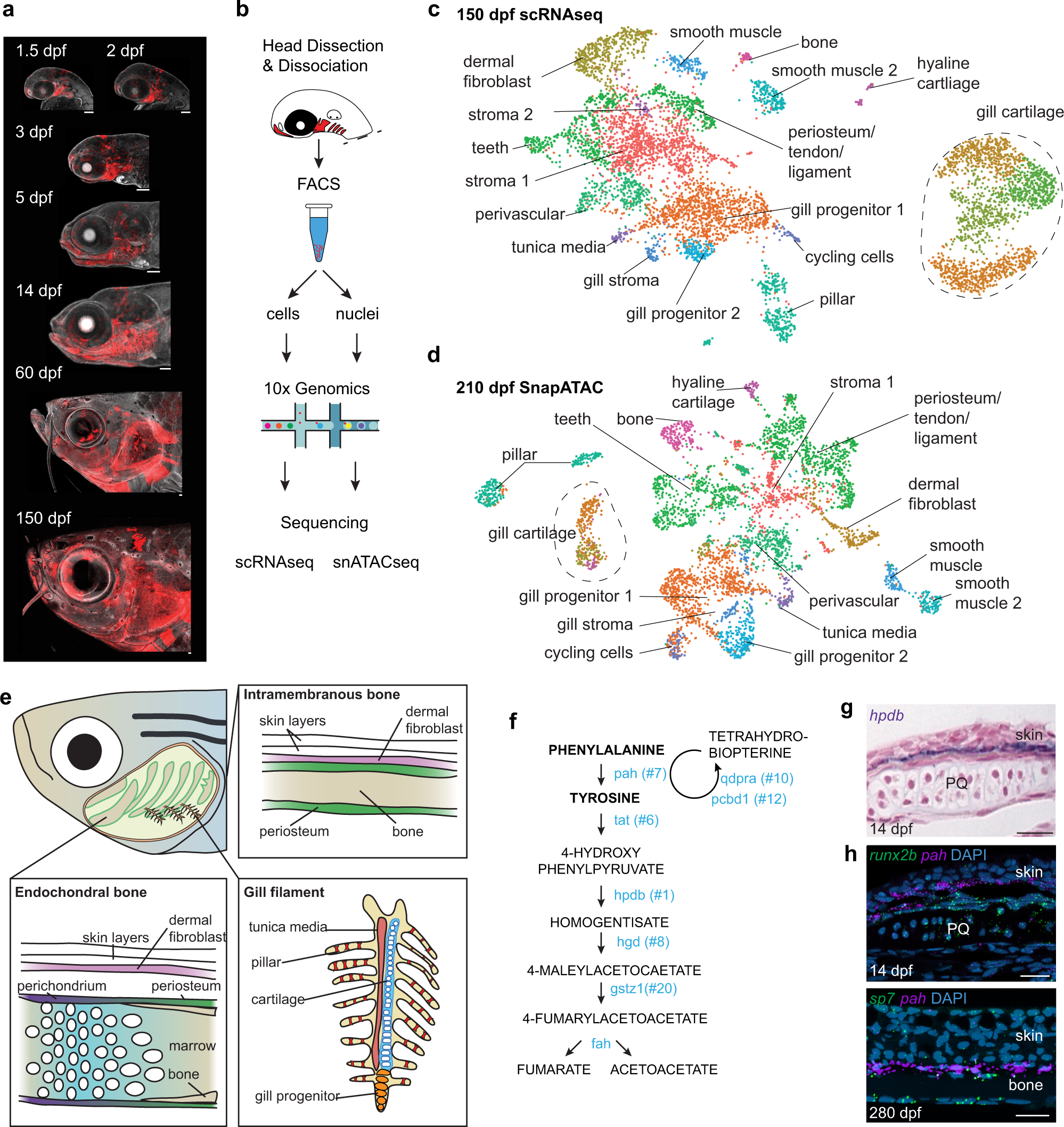 Lifelong single-cell profiling of cranial neural crest diversification in  zebrafish | Nature Communications