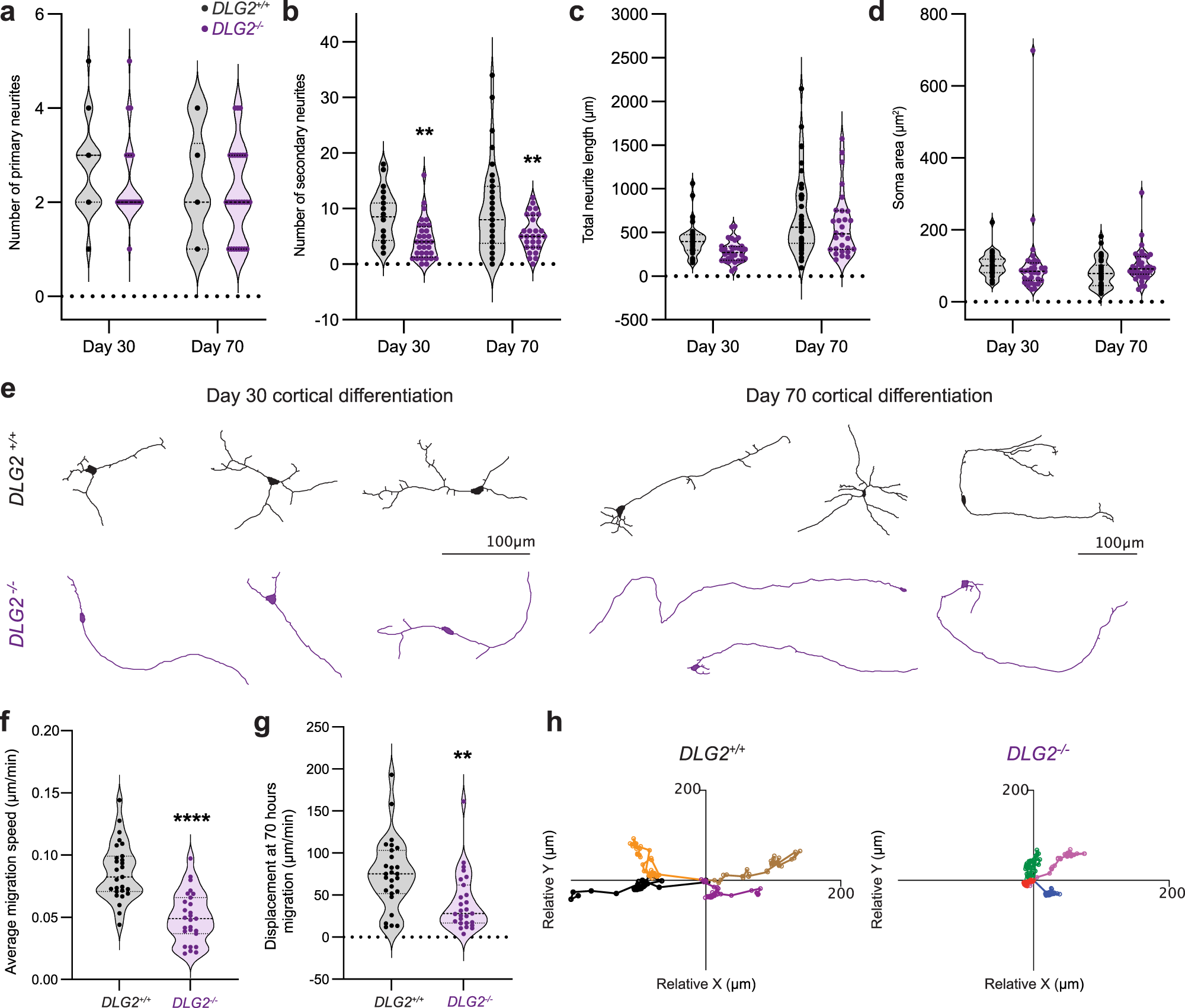 Fig. 3: DLG2−/− lines display deficits in neuron morphology & migration.