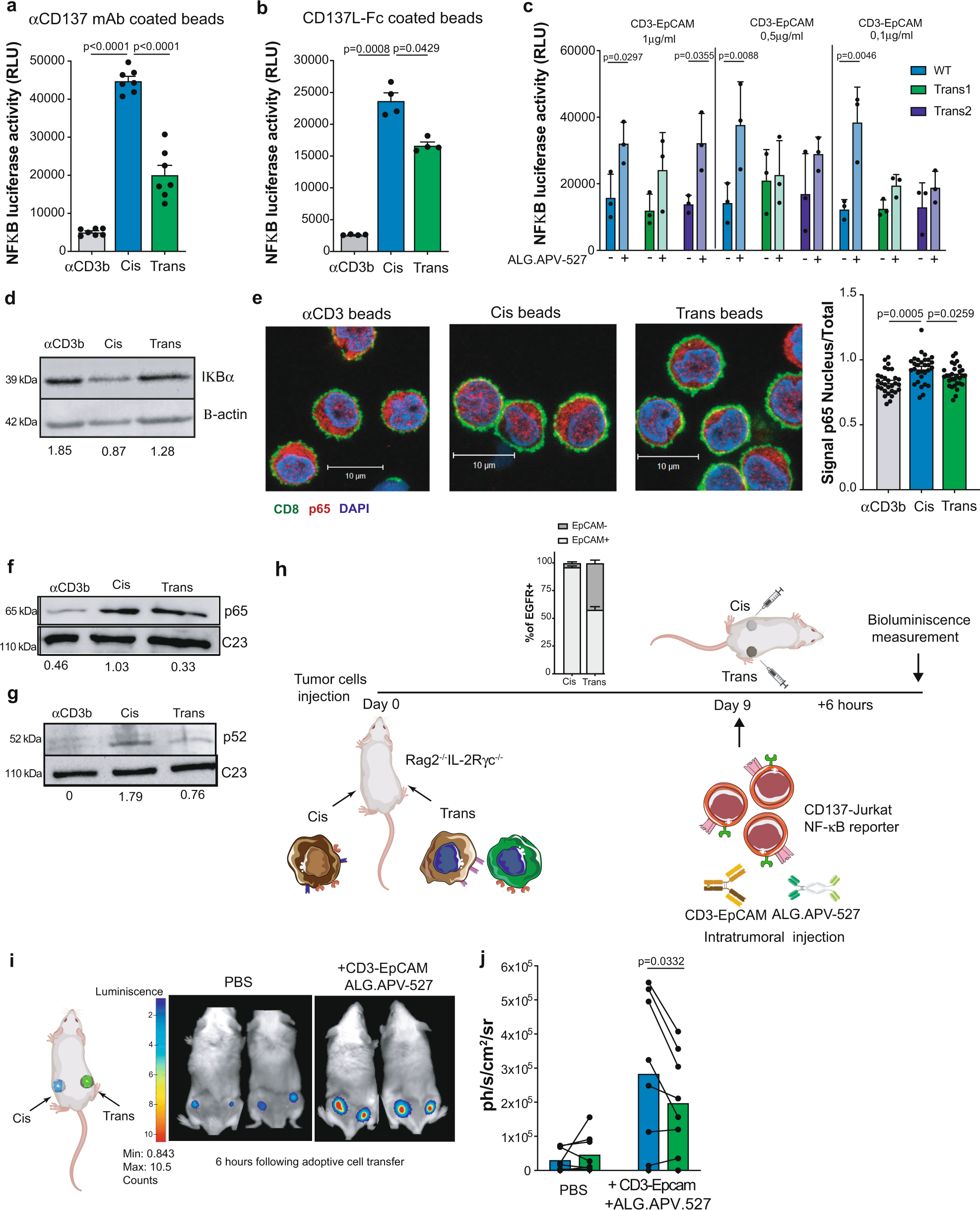 Fig. 4: Cis CD137-costimulation is superior at inducing NF-κB activation.