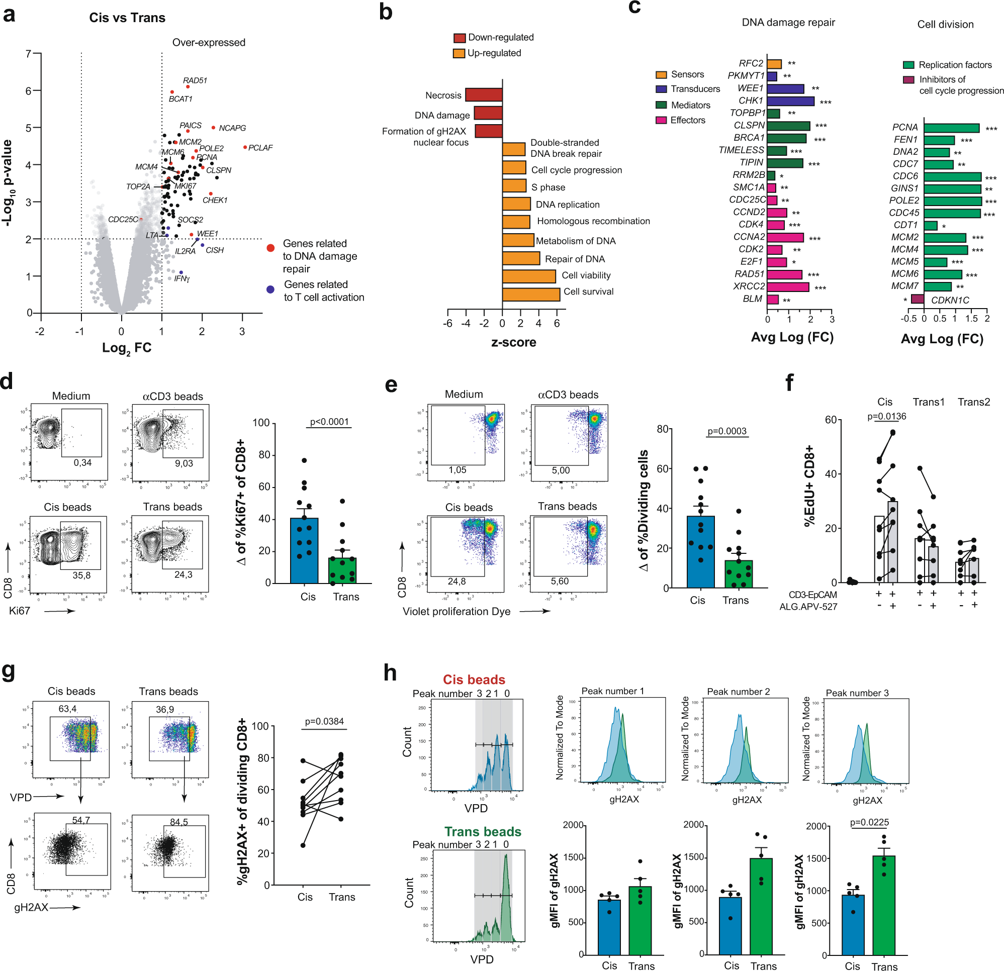 Fig. 5: Transcriptomic differences of cis versus trans CD137 costimulation have implications in T cell proliferation and DNA repair.