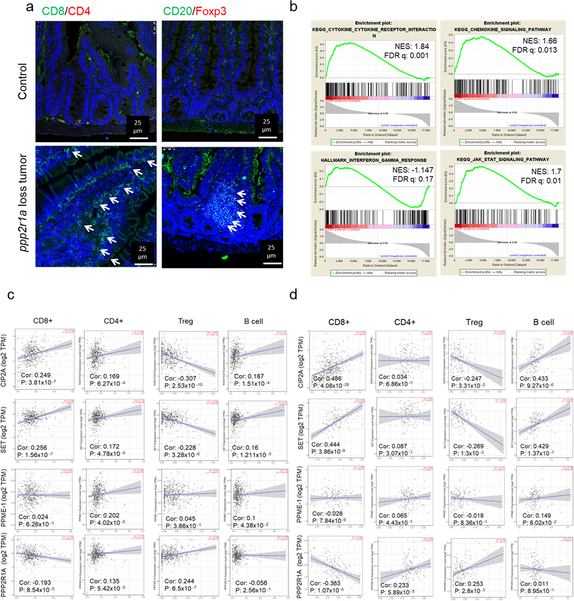 Protein phosphatase 2A inactivation induces microsatellite instability,  neoantigen production and immune response | Nature Communications