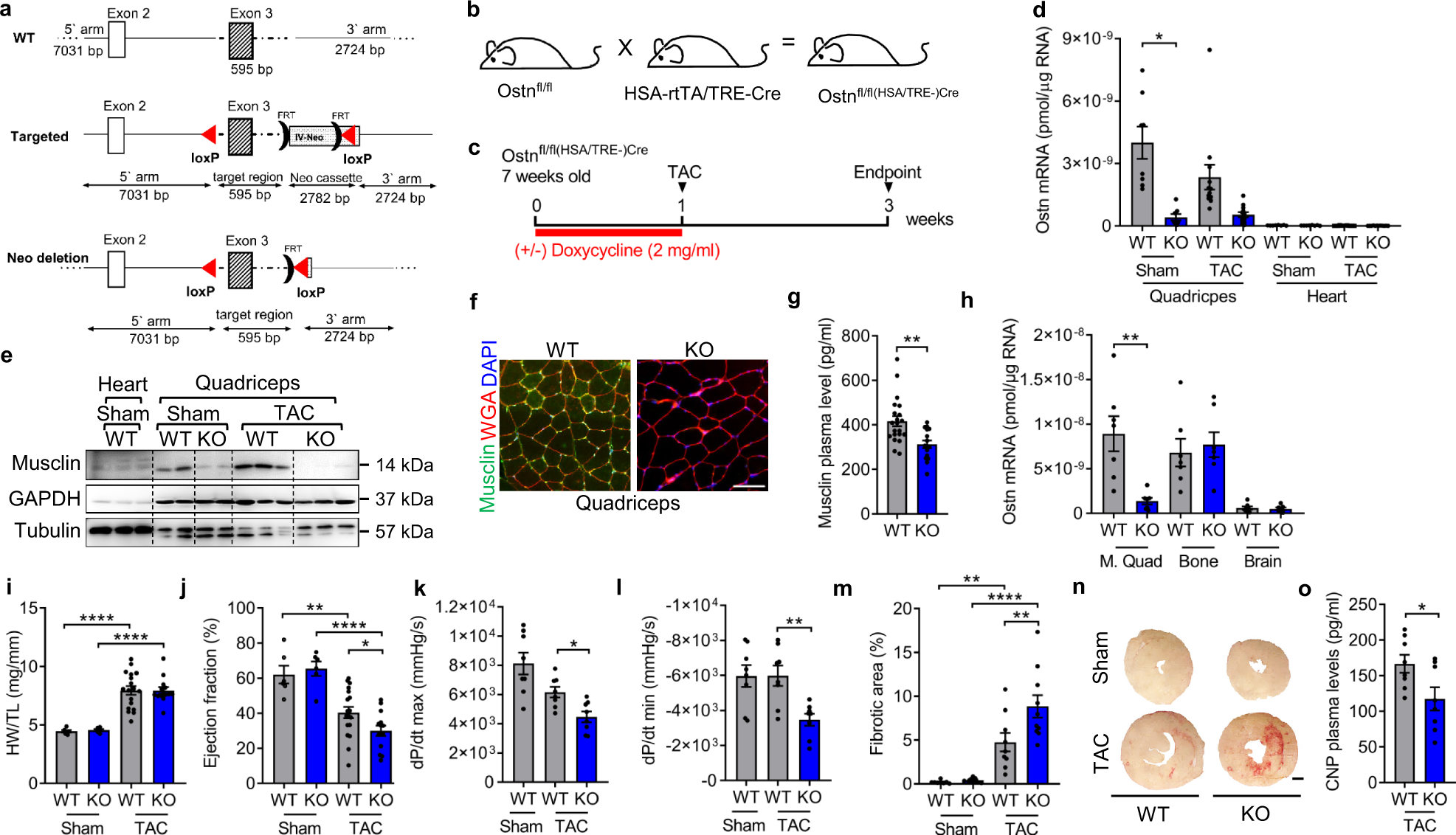 Fig. 4: Adult induced skeletal muscle-specific Musclin deficient mice show exaggerated LV-dysfunction and myocardial fibrosis after short-term TAC.