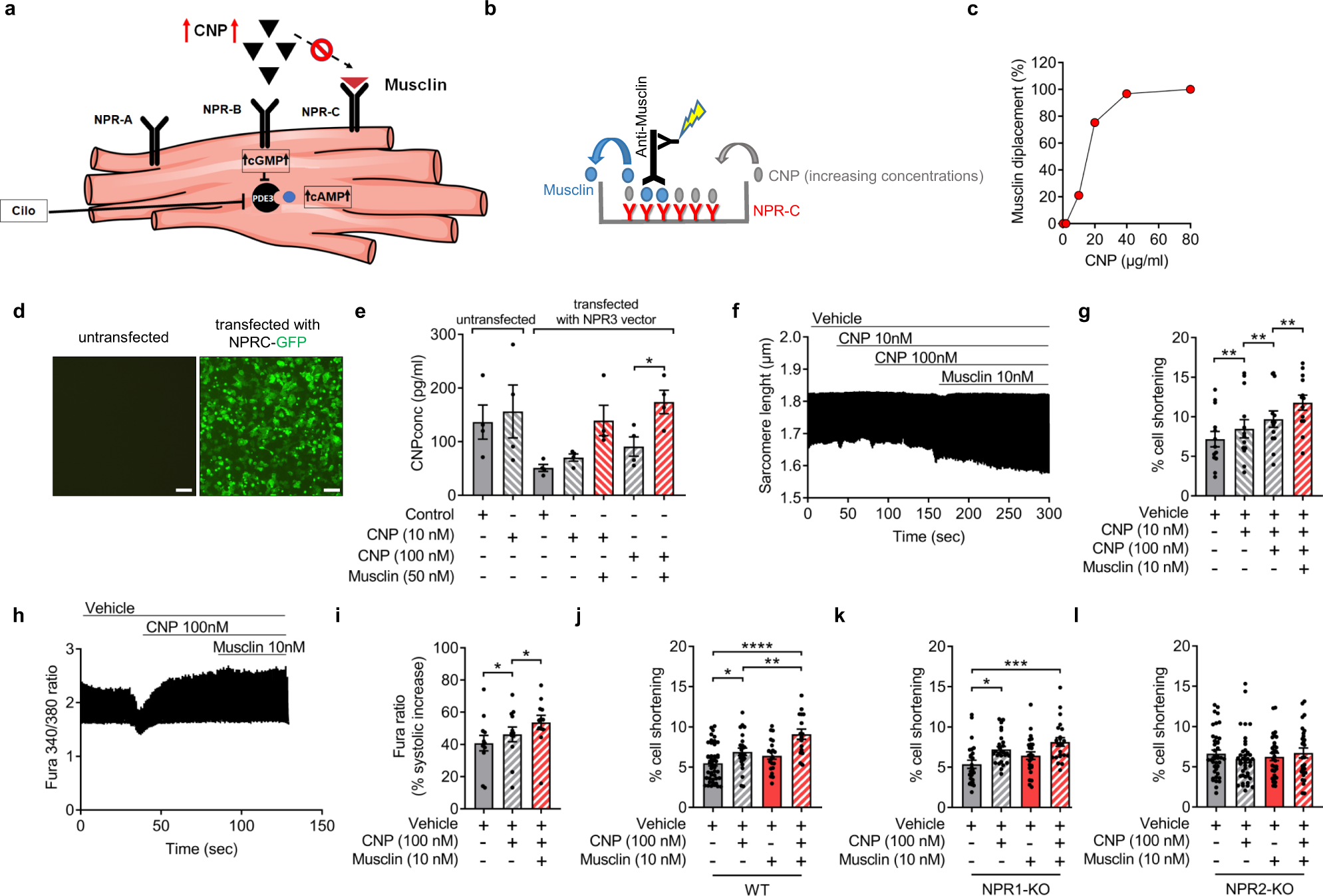 Fig. 5: Musclin augments cardiomyocyte contractility by enhancement of CNP/NPR-B signaling.