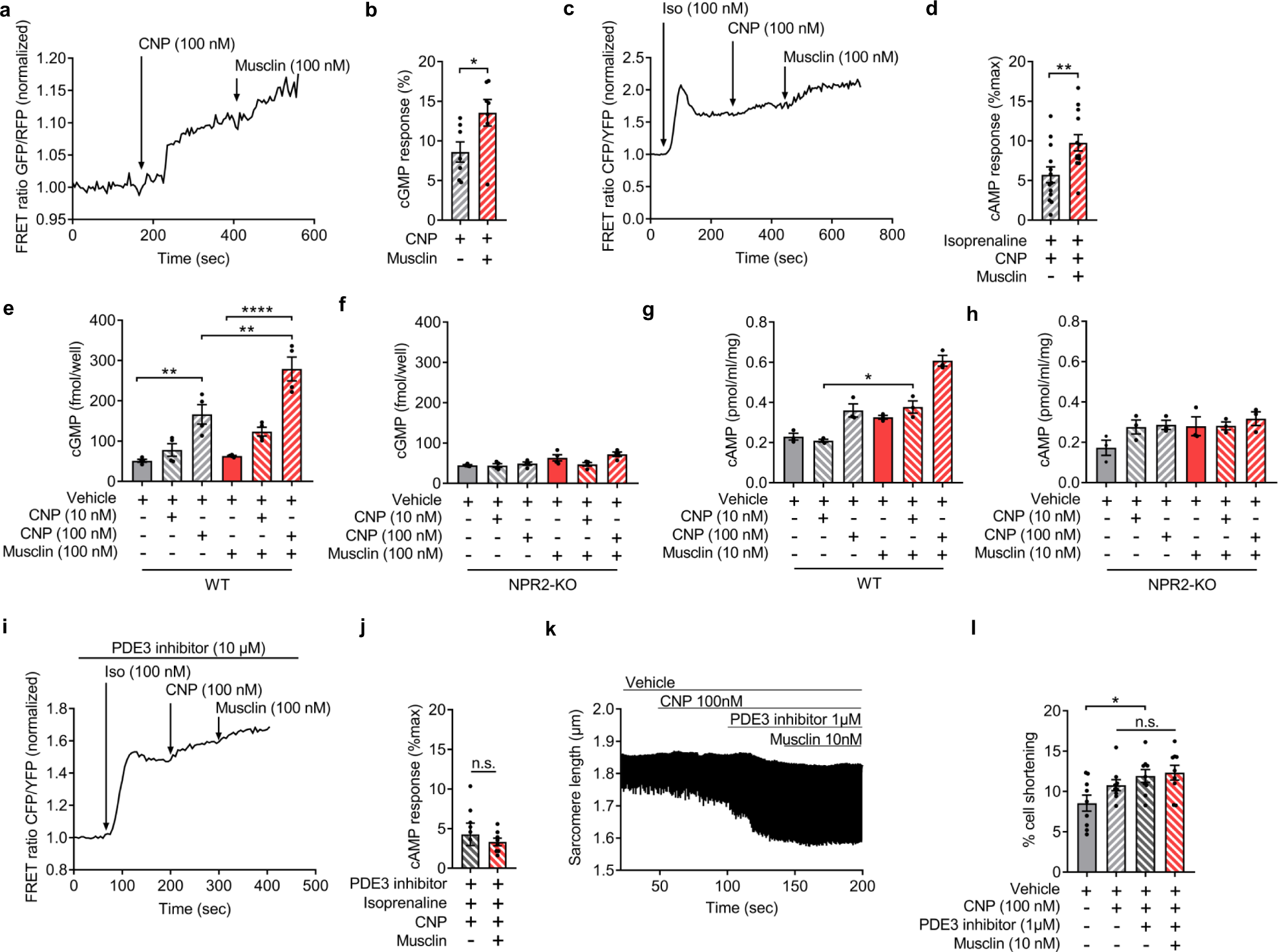 Fig. 6: Musclin increases cGMP and cAMP levels and cardiomyocyte contractility through NPR-B-dependent inhibition of PDE3.