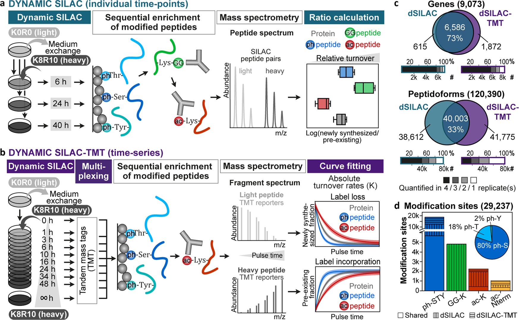 Linking post-translational modifications and protein turnover by  site-resolved protein turnover profiling | Nature Communications