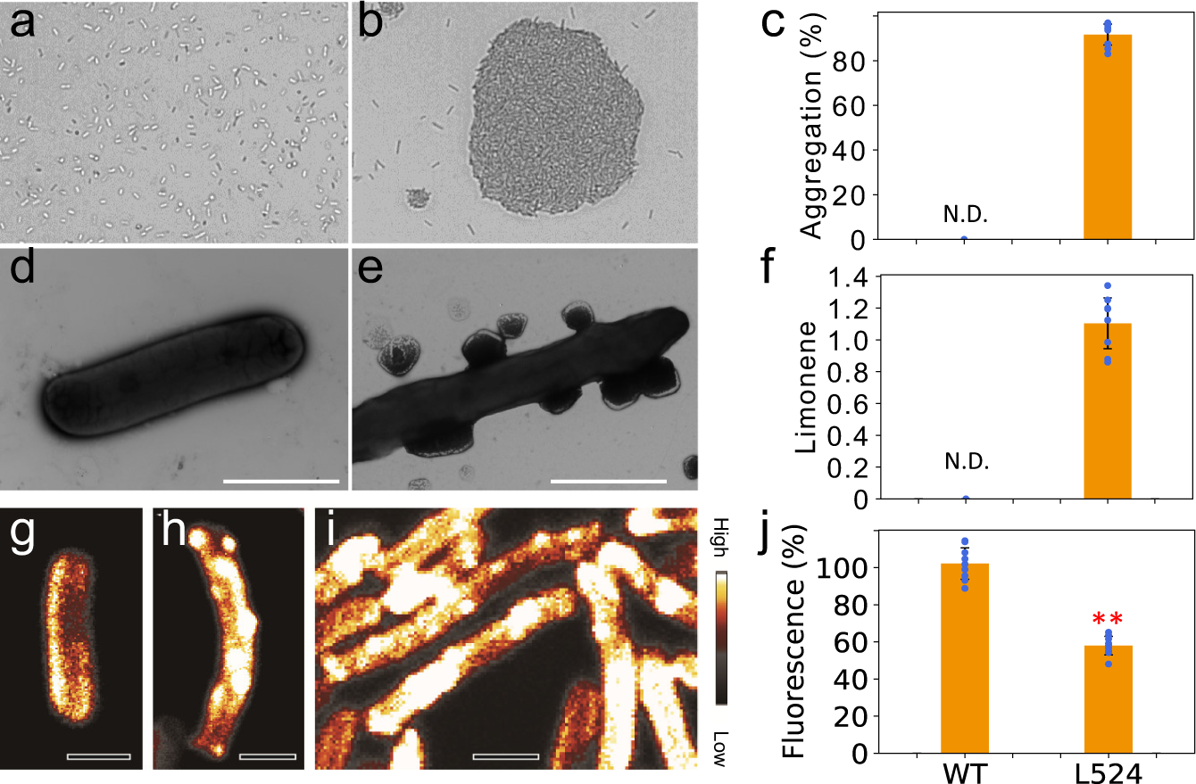 Fig. 3: Limonene production enables cell aggregation in UTEX 2973.