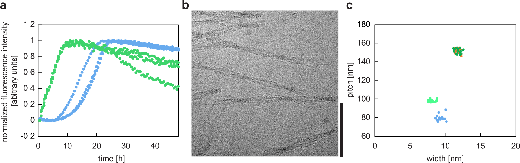 Fig. 2: Generation of seeded in vitro fibrils.