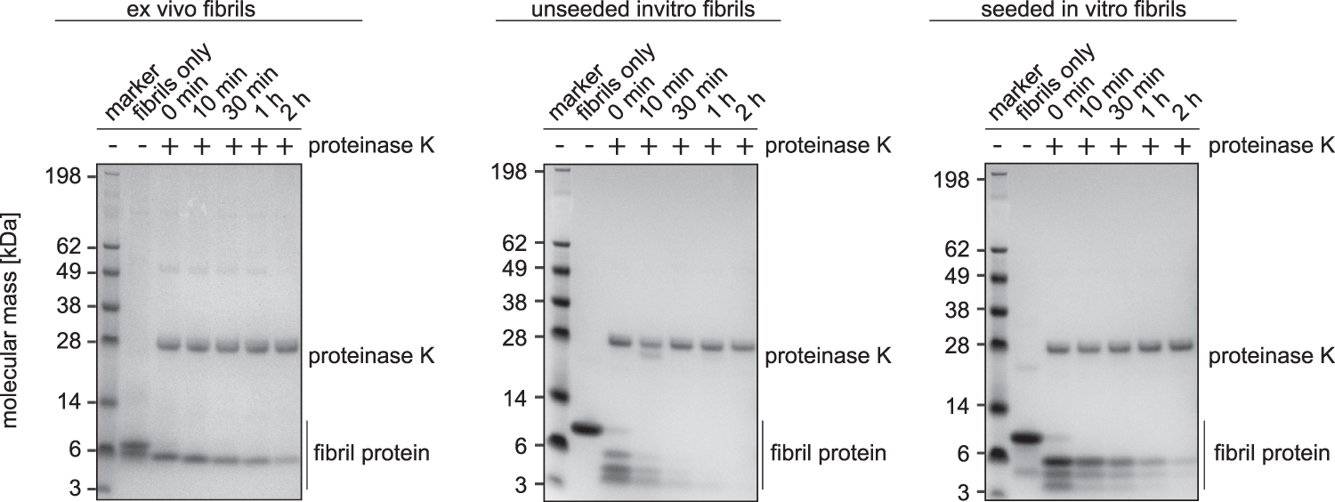 Fig. 5: Seeding propagates the high proteolytic resistance of ex vivo fibrils.