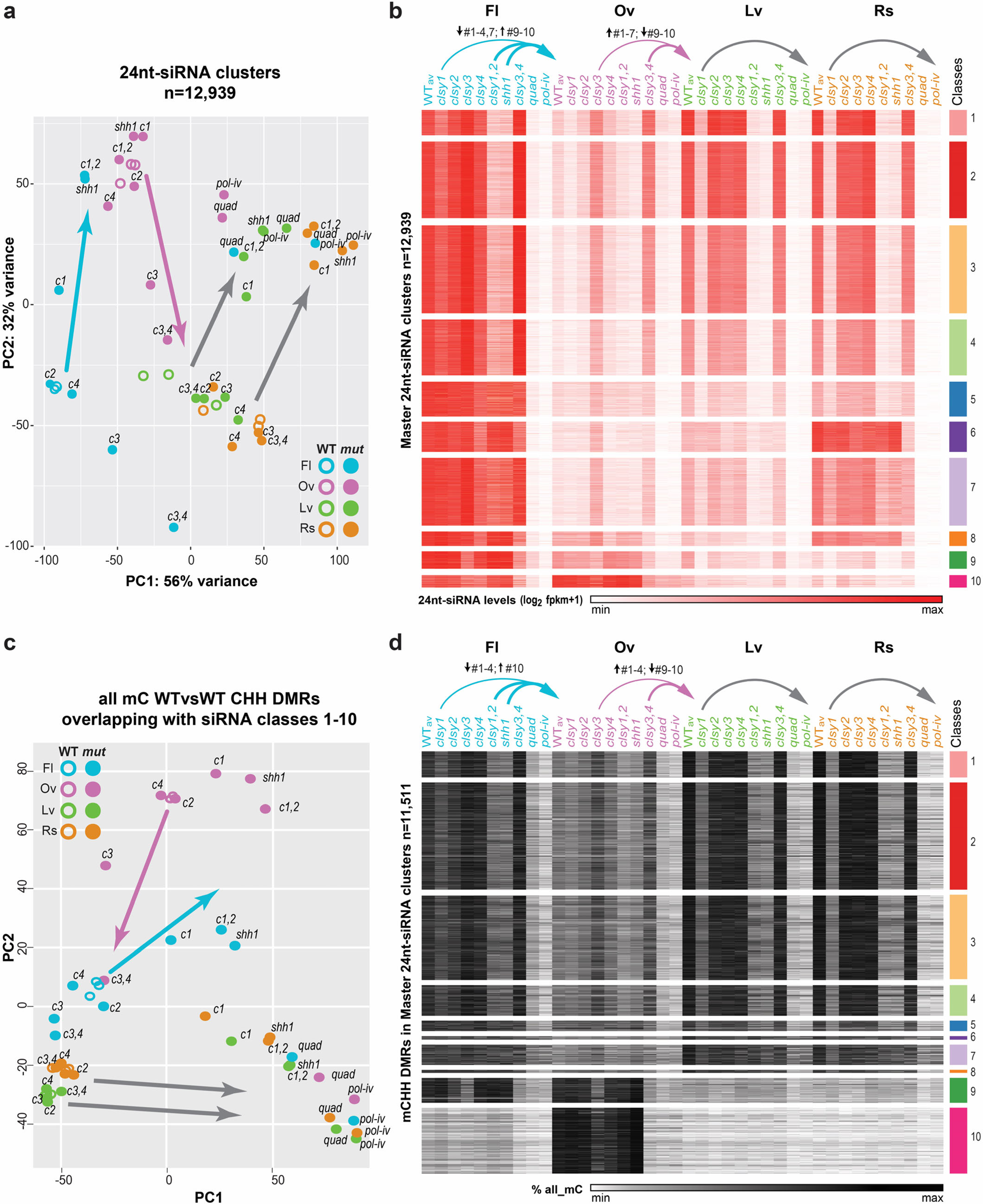 Fig. 6: clsy mutants shift the epigenetic landscapes between tissues.