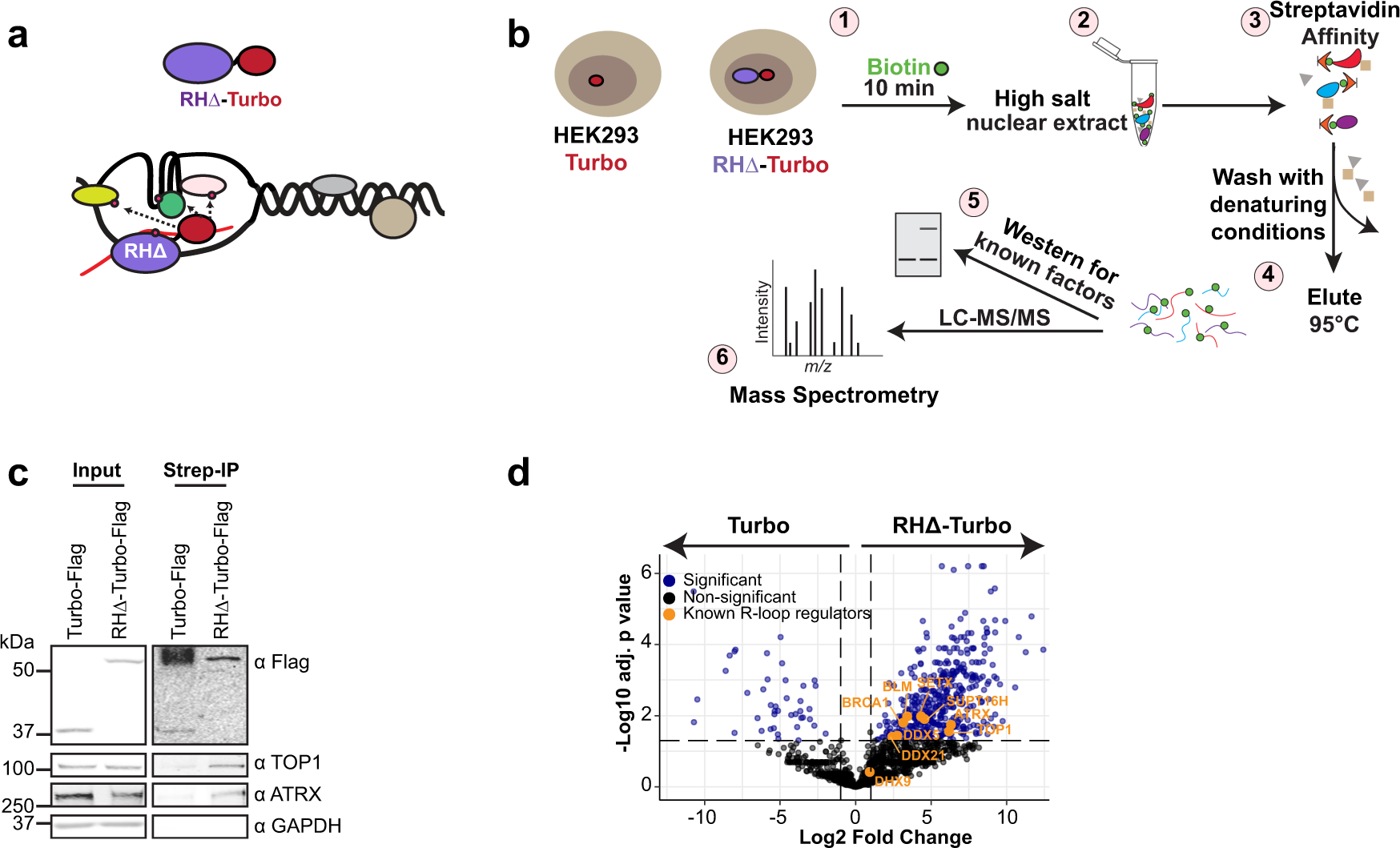 Proximity labeling identifies a repertoire of site-specific R-loop  modulators | Nature Communications