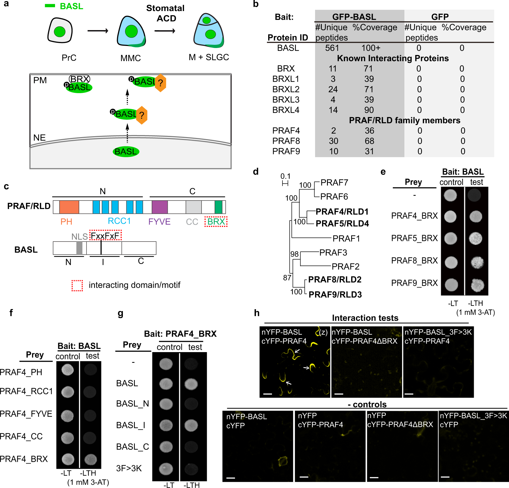 Connected function of PRAF/RLD and GNOM in membrane trafficking controls  intrinsic cell polarity in plants | Nature Communications