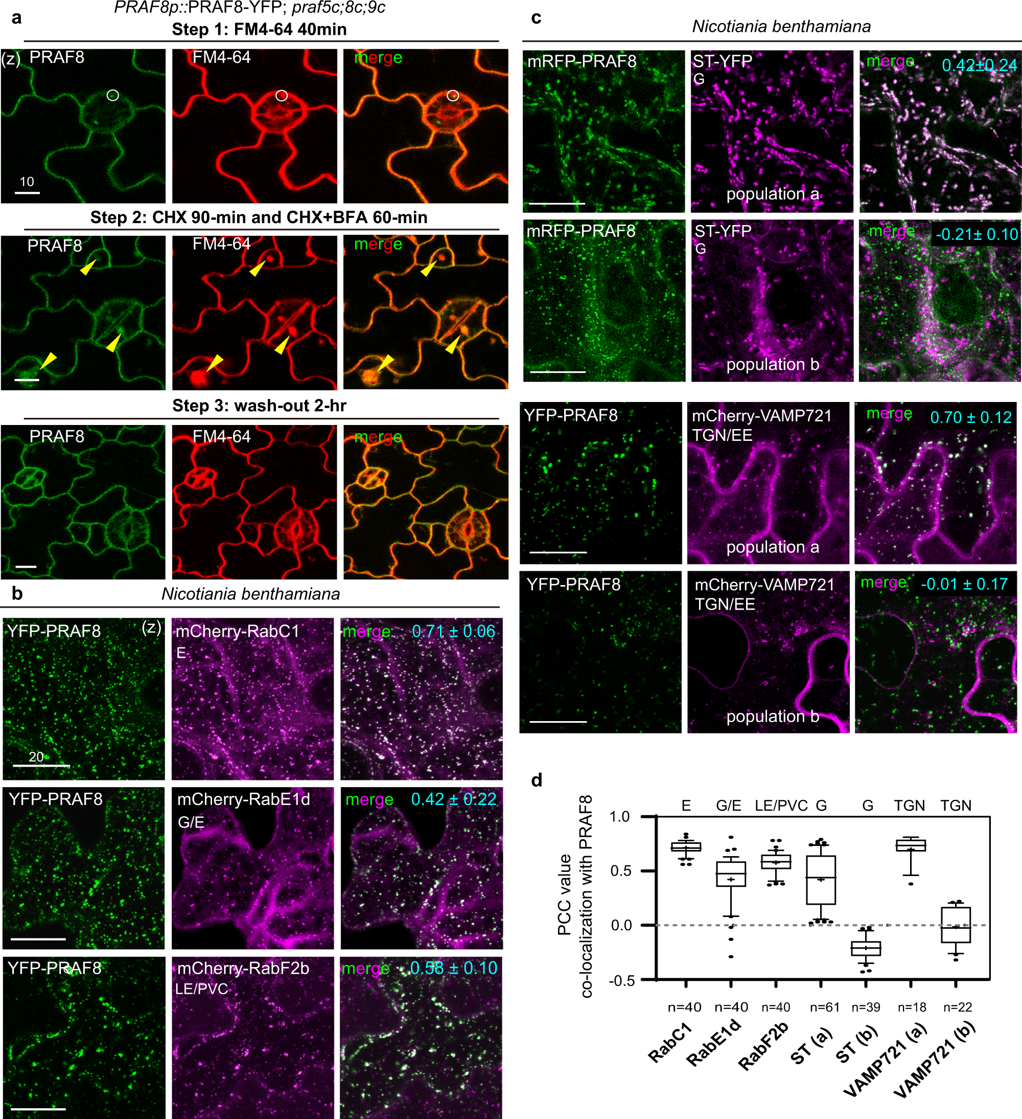 Fig. 4: Intracellular PRAF8 partially associates with the Golgi, TGN/EE, and endosomes.