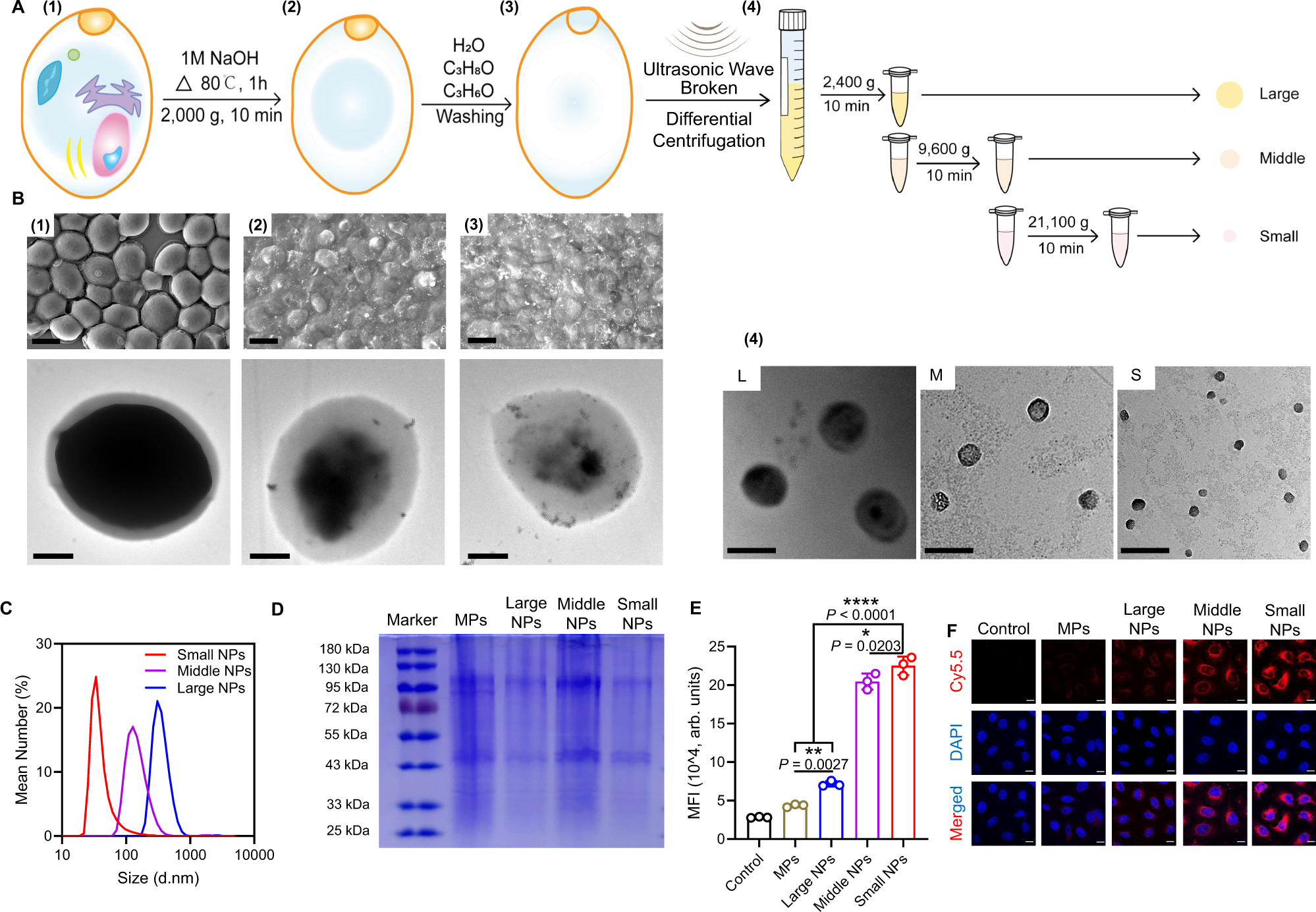 Fig. 1: Preparation and characterization of YCW particles.