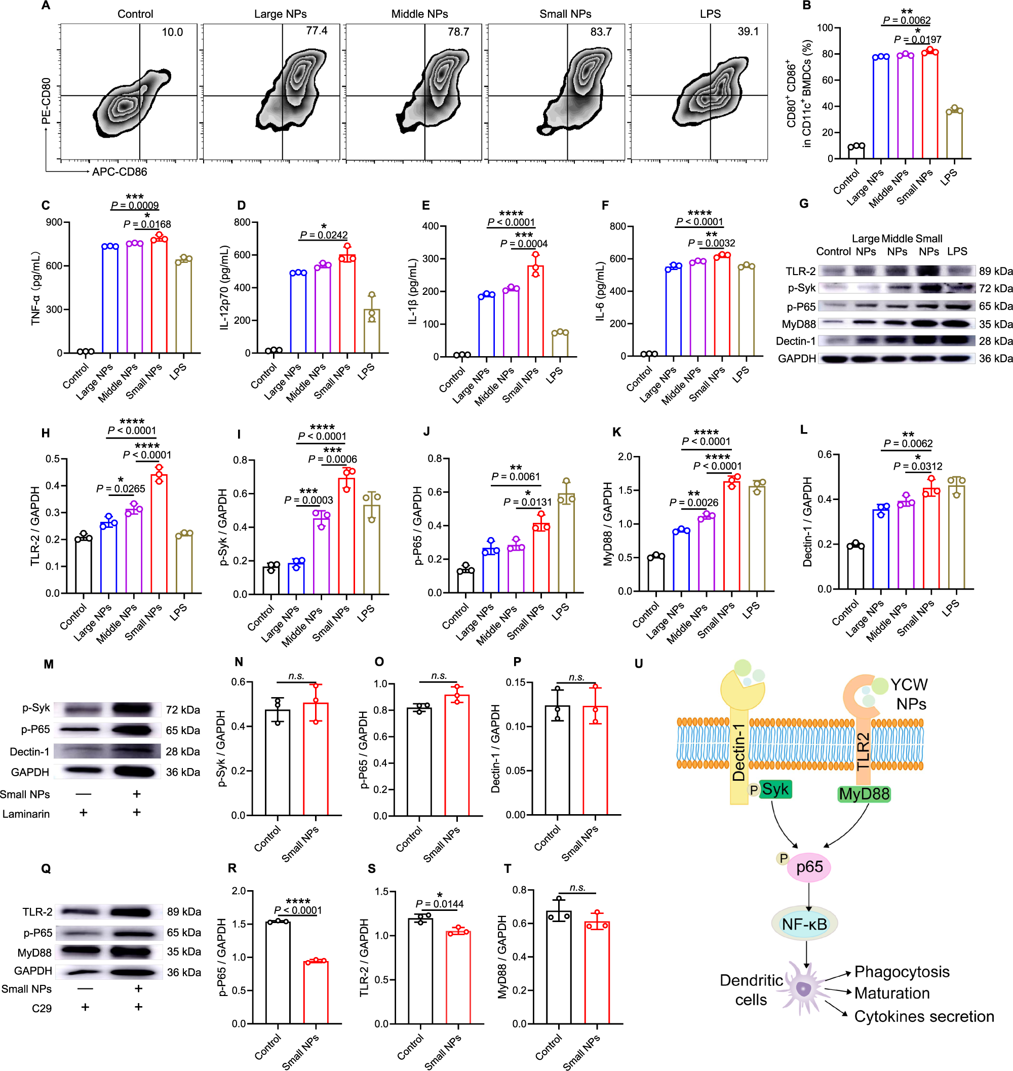 Fig. 2: Activation of dendritic cells induced by YCW NPs and its mechanism.
