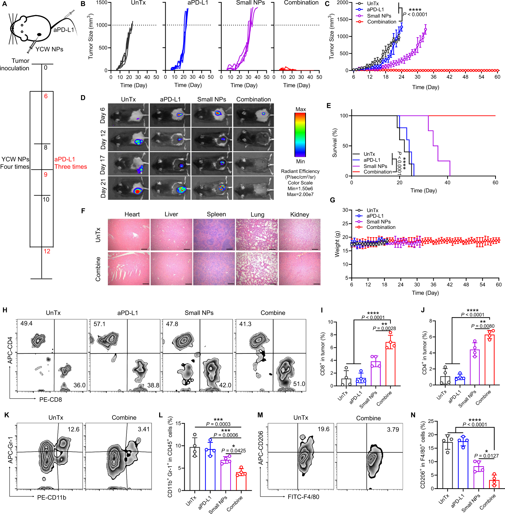 Fig. 6: Therapeutic efficacy of YCW NPs in combination with PD-L1 blockade.