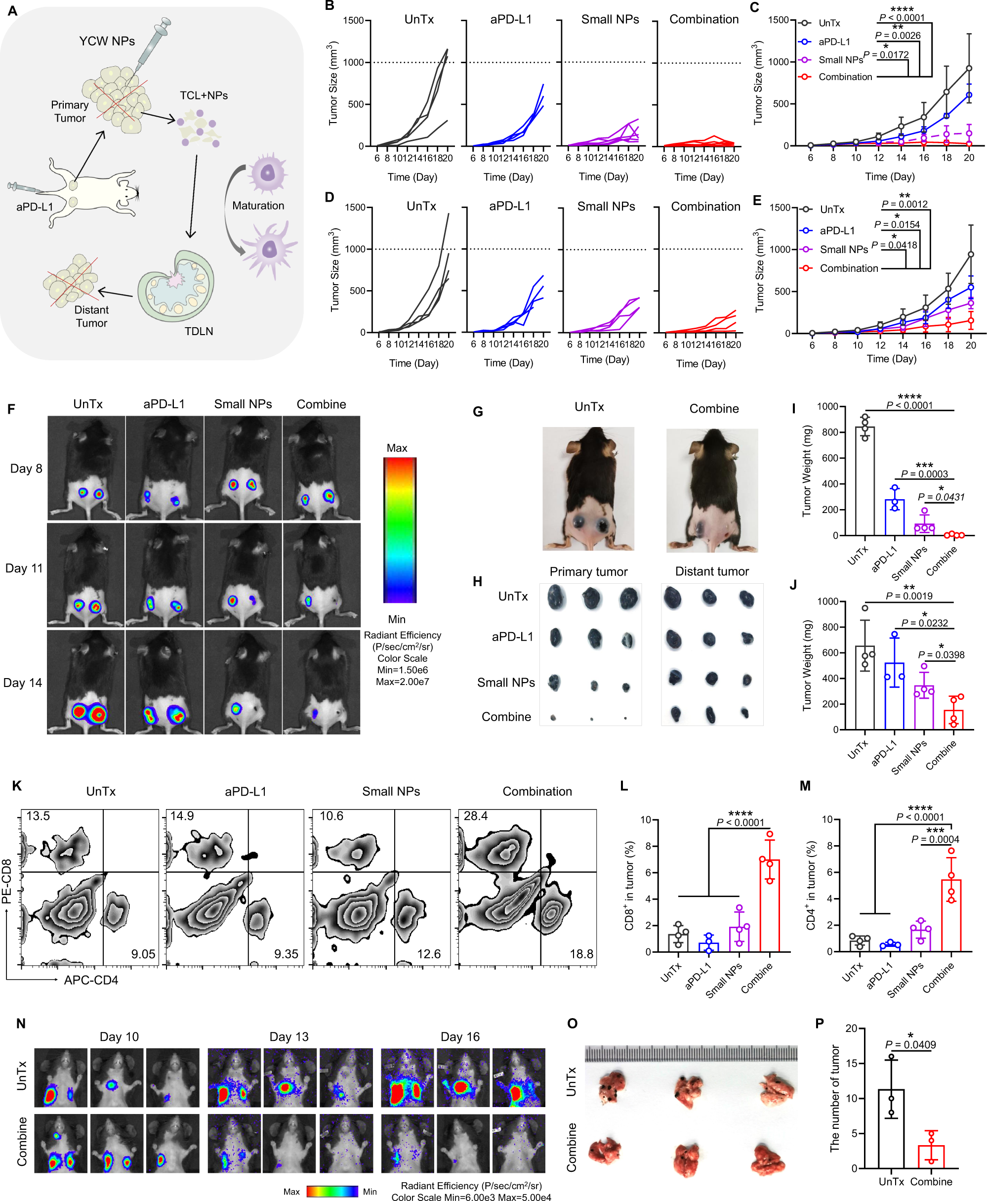 Fig. 7: YCW NPs in combination with PD-L1 blockade inhibit metastatic tumor growth.