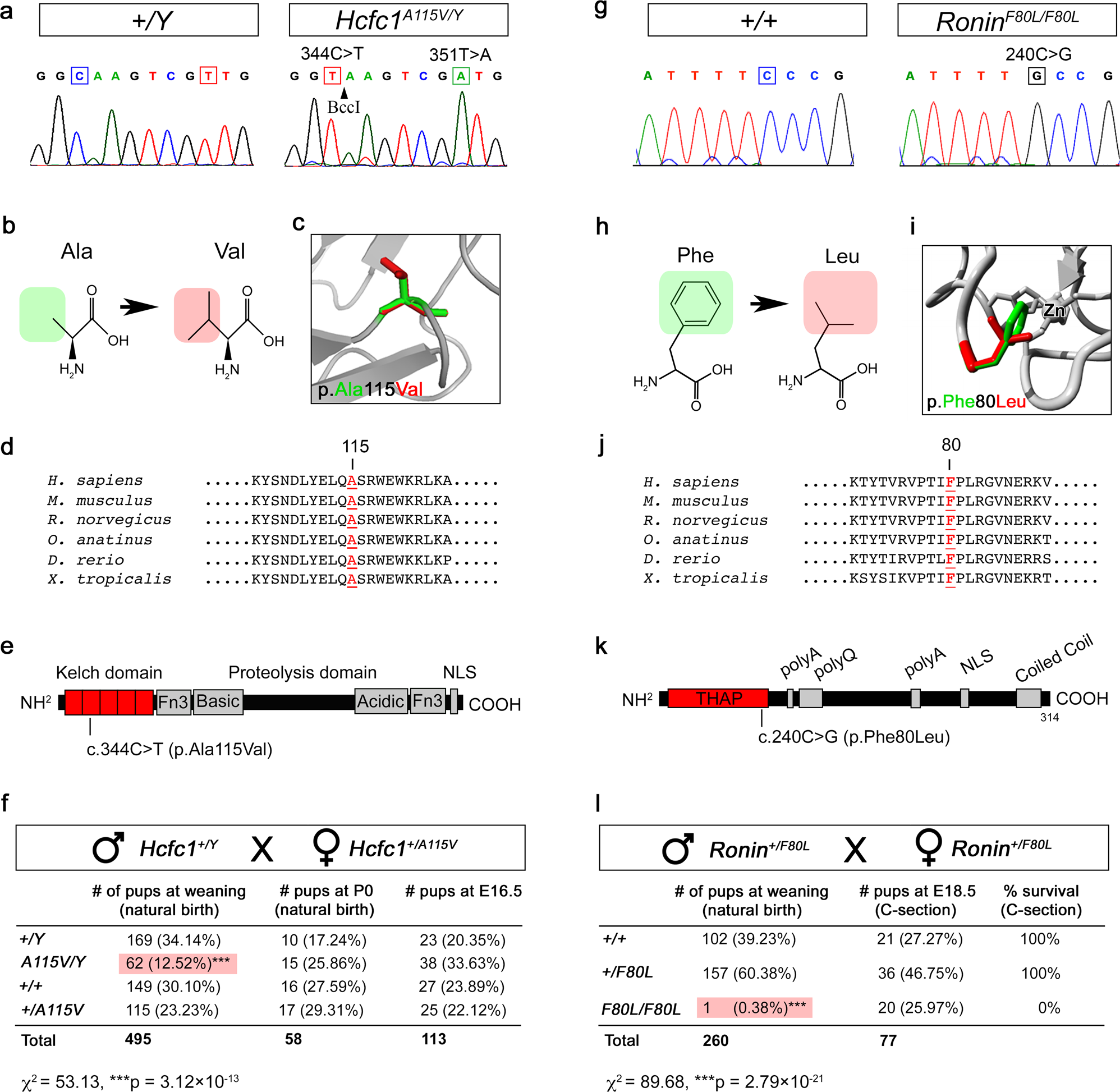 Mutations In Hcfc1 And Ronin Result In An Inborn Error Of Cobalamin Metabolism And Ribosomopathy Nature Communications