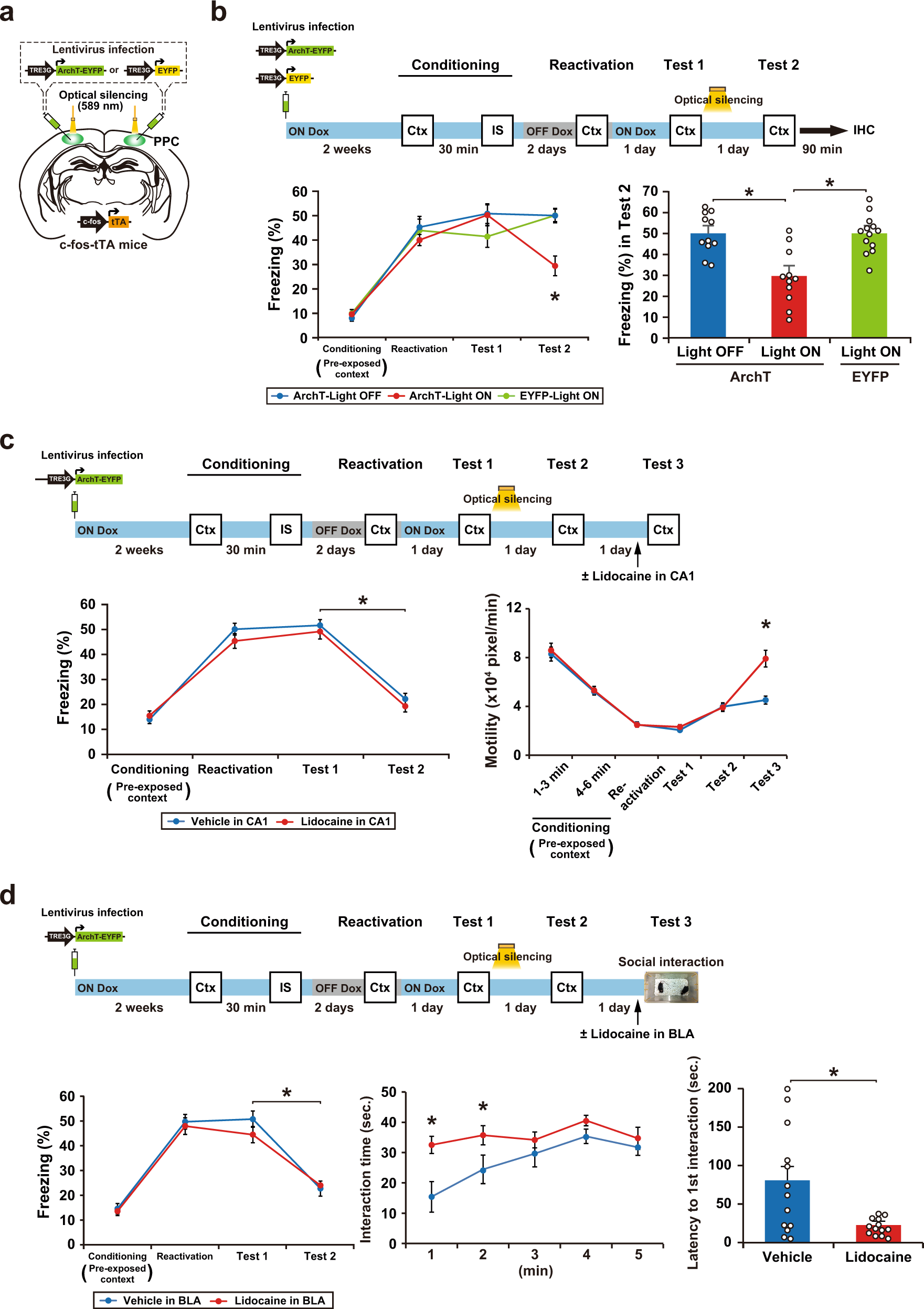Fig. 5: Optical silencing of PPC ensemble activity dissociates the pre-exposed context-IS association without affecting original memories.