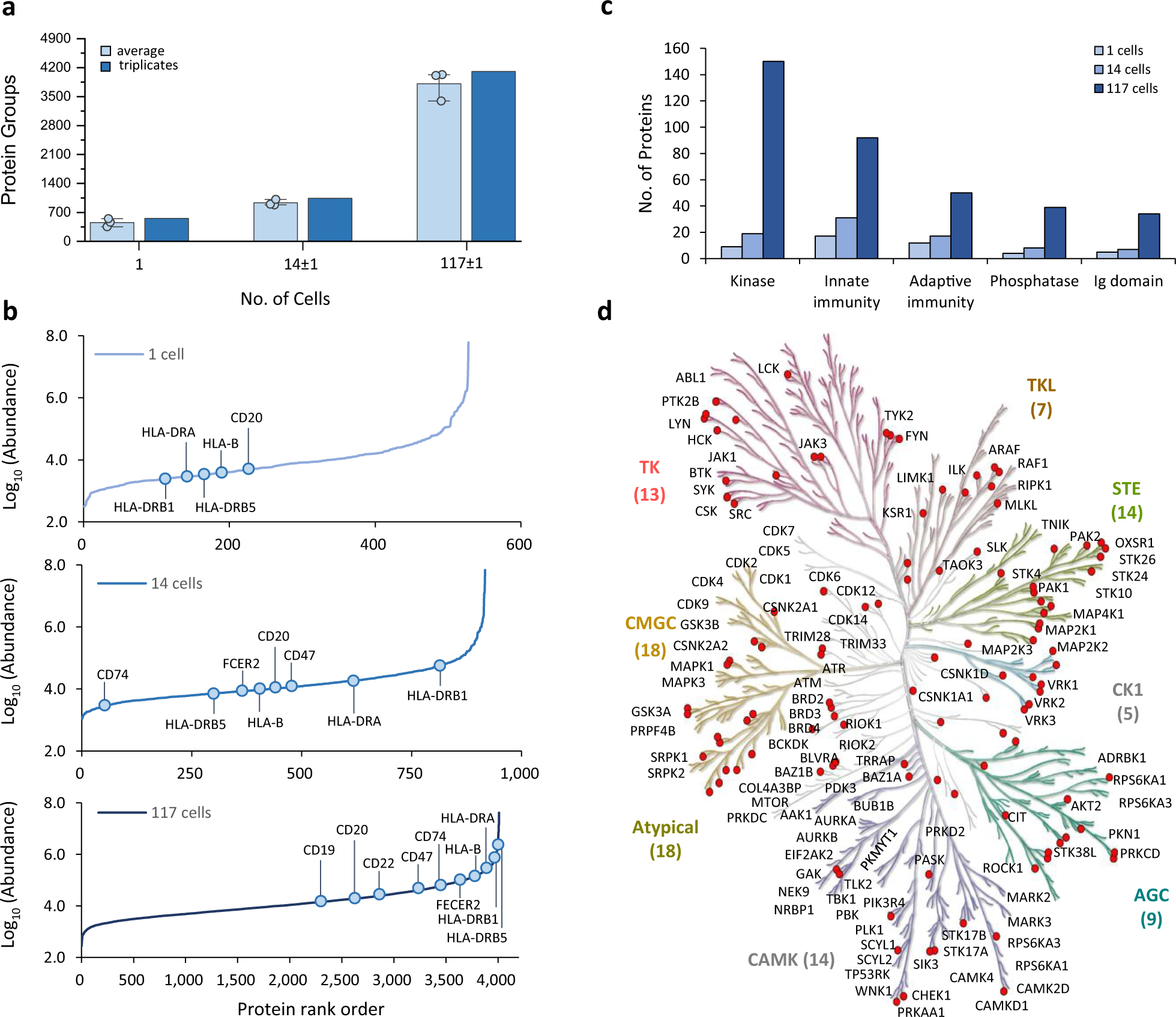 Fig. 5: Application of iProChip-DIA for proteomic profiling of MEC-1 cells.