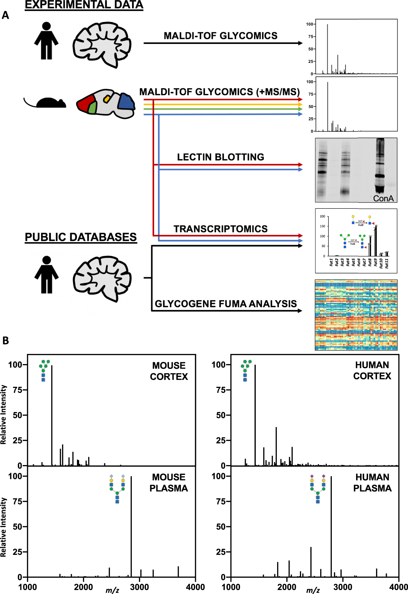 Qualitative and Quantitative Analyses for Protein Glycosylation