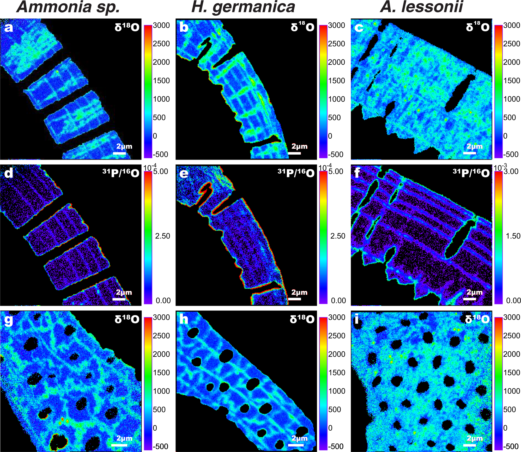 Fig. 4: Direct imaging of 18O-enrichments in foraminifera tests after incubation.