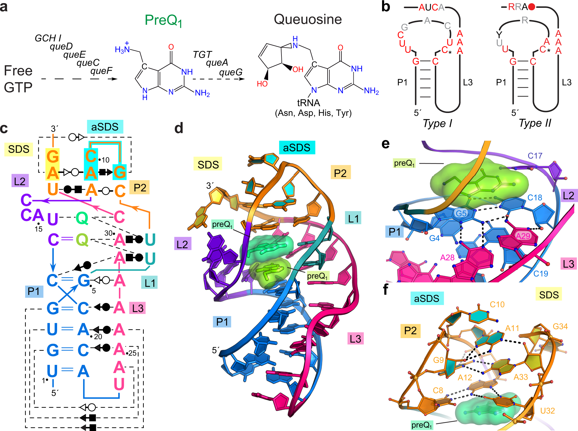 A small RNA that cooperatively senses two stacked metabolites in one pocket  for gene control | Nature Communications