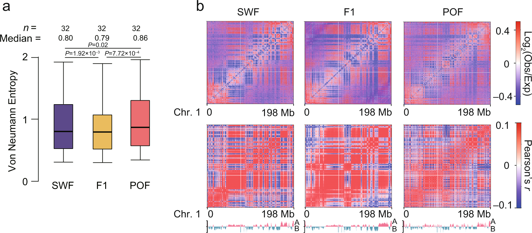 Fig. 2: Dynamic changes of chromatin architecture during granulosa cell development.