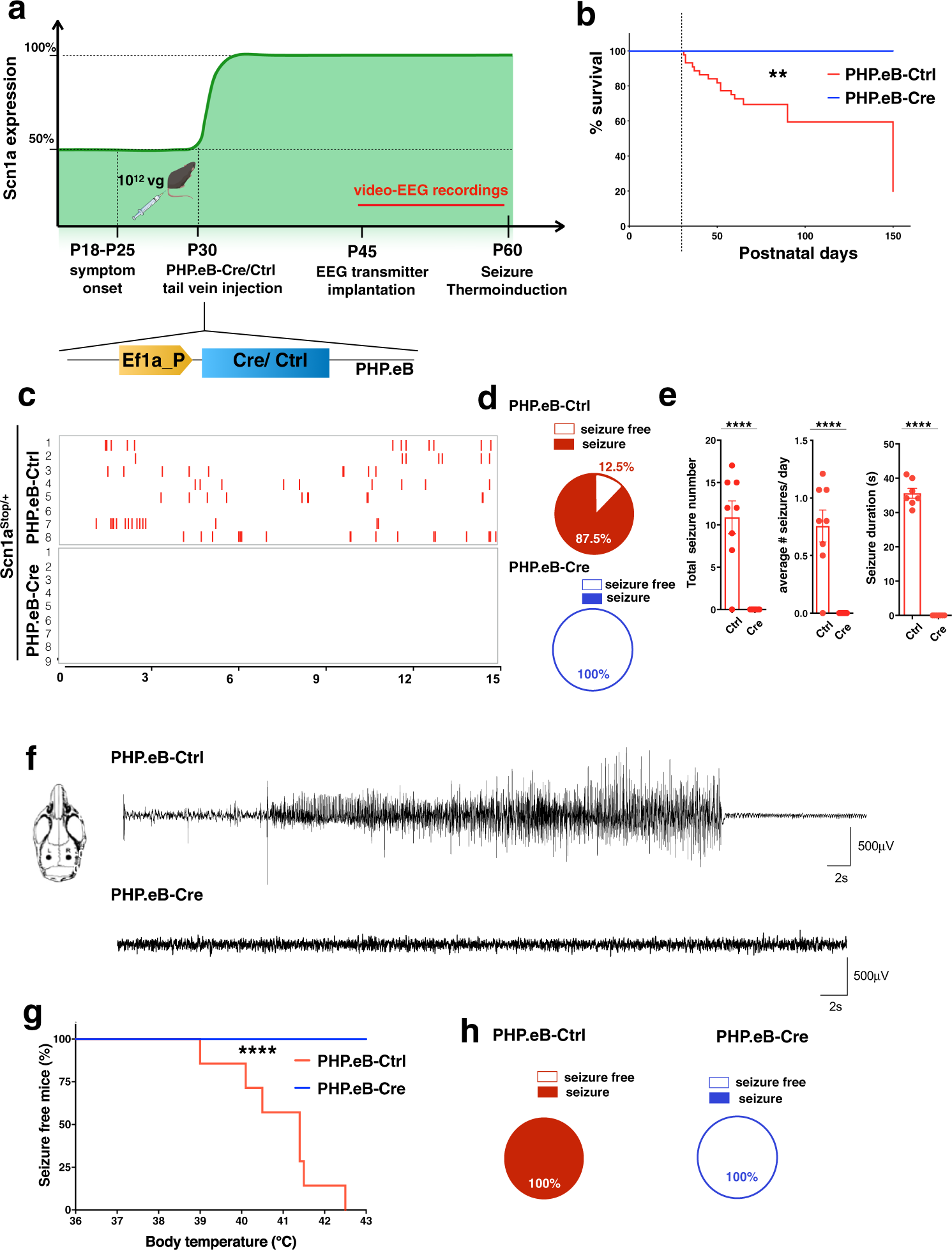 Fig. 3: Re-expression of Scn1a gene after symptoms onset rescues seizures in DS mice.