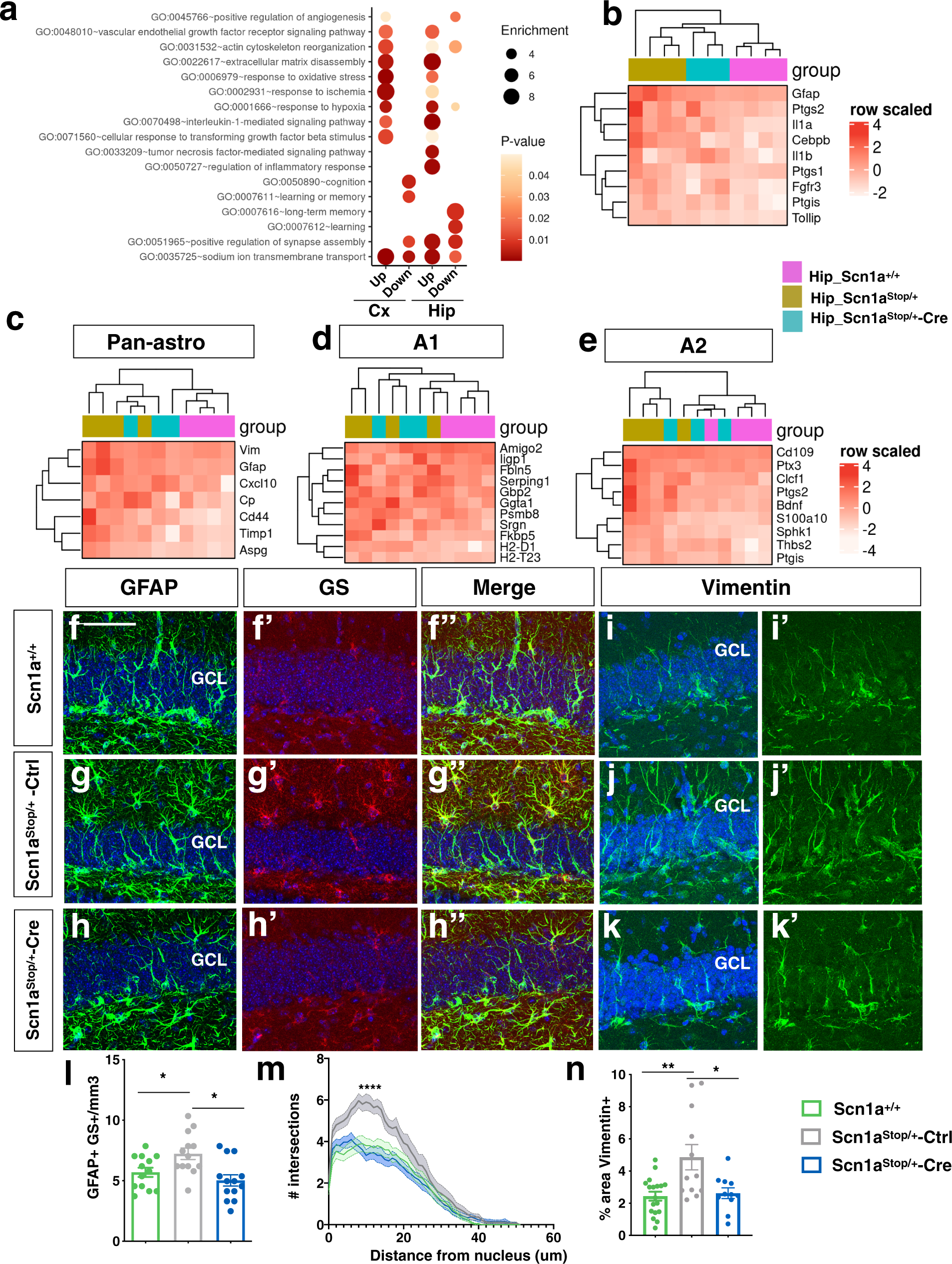 Fig. 7: DS mouse brain astrocytosis is recovered upon Nav1.1 restoration.