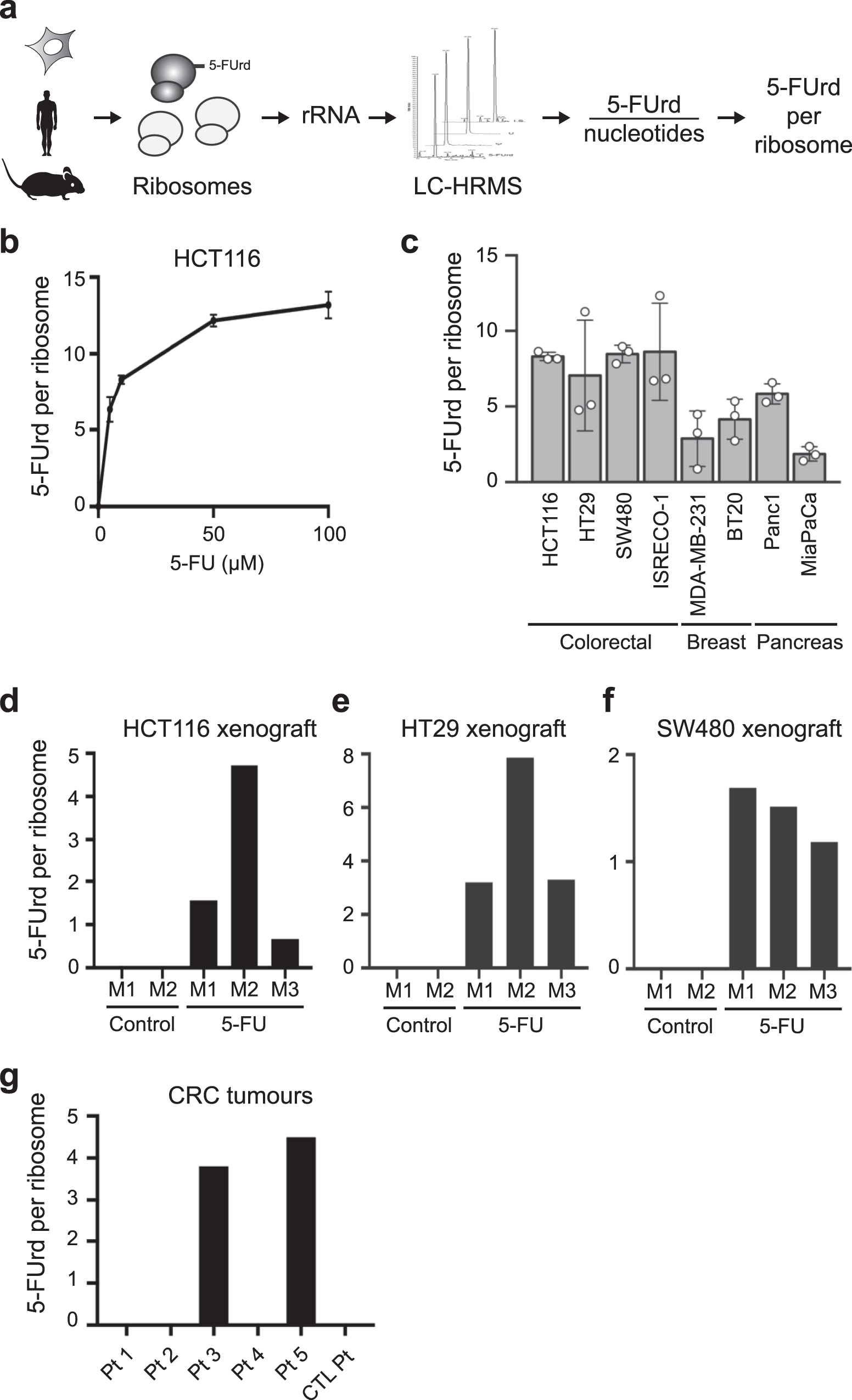 Fig. 2: 5-FU is incorporated in ribosomes of cell lines and tumours.