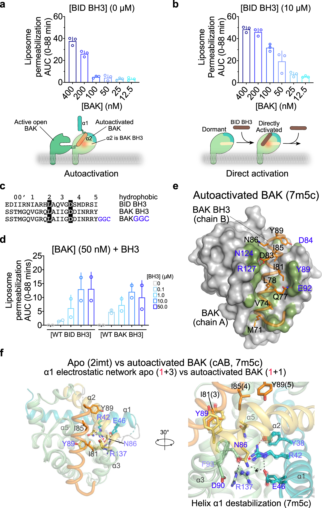 Fig. 1: BH3-in-groove BAK autoactivation by destabilization of helix α1.
