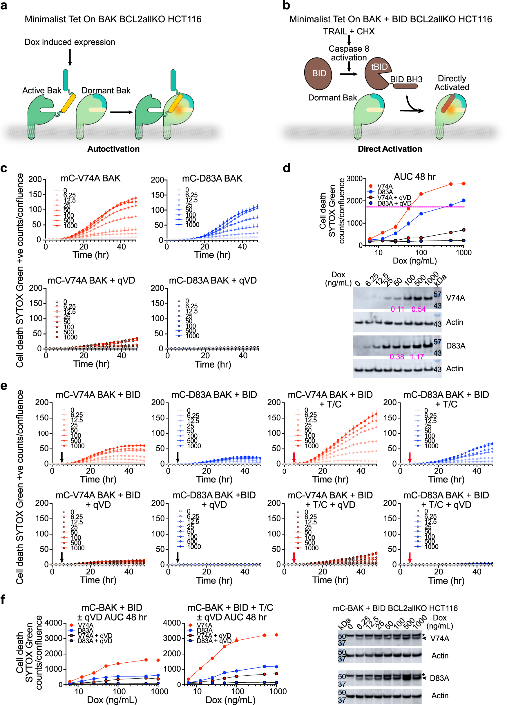 Fig. 3: BAK autoactivation and direct activation cooperate in cells.