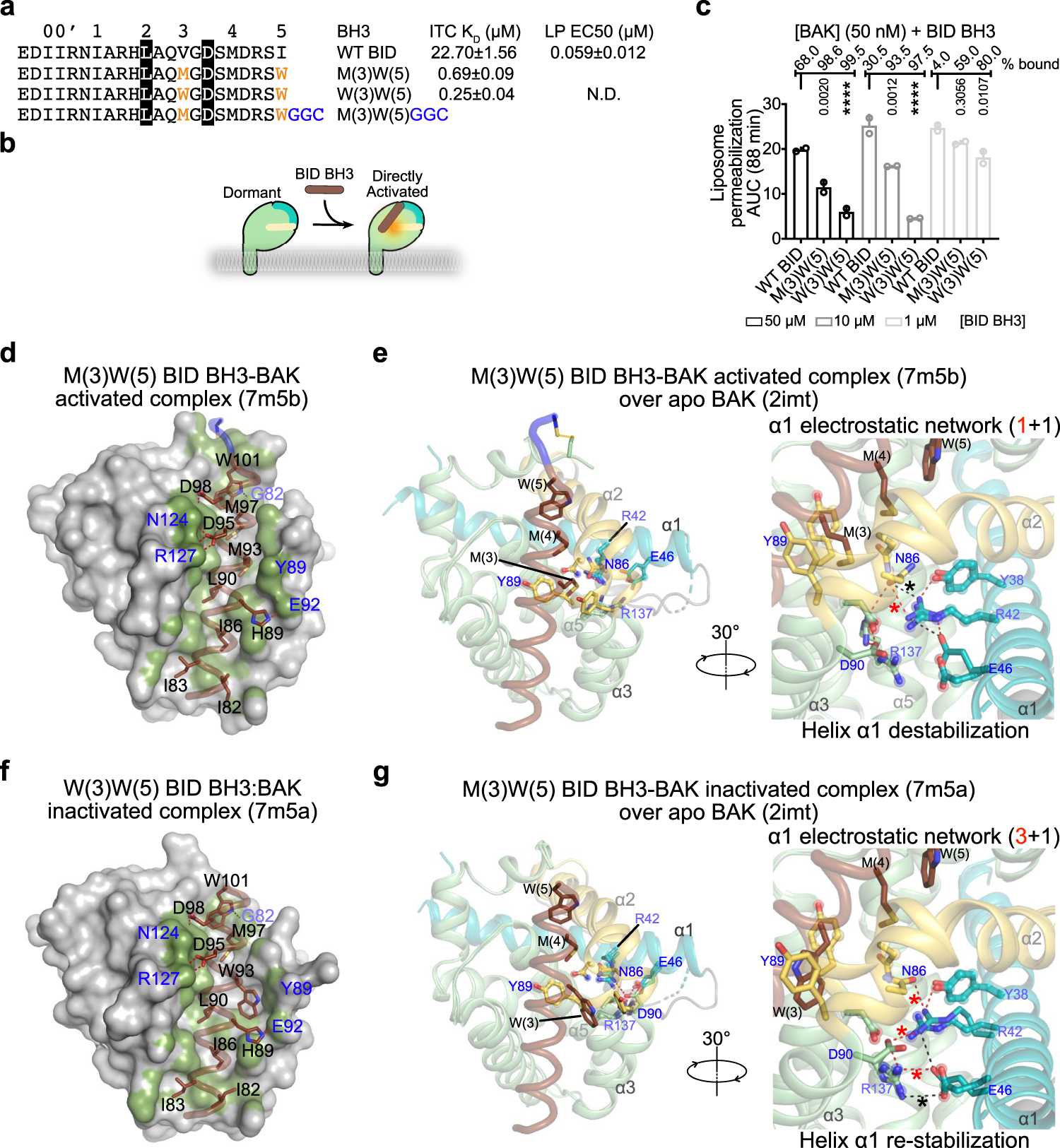 Fig. 5: BH3 ligand binding to the activation groove regulates helix α1 stability to activate or inactivate BAK.