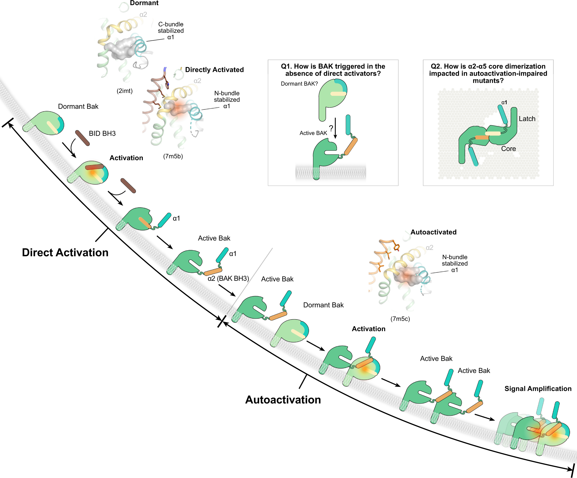 Fig. 7: Cooperation of autoactivation and direct activation in apoptosis initiation by BAK.