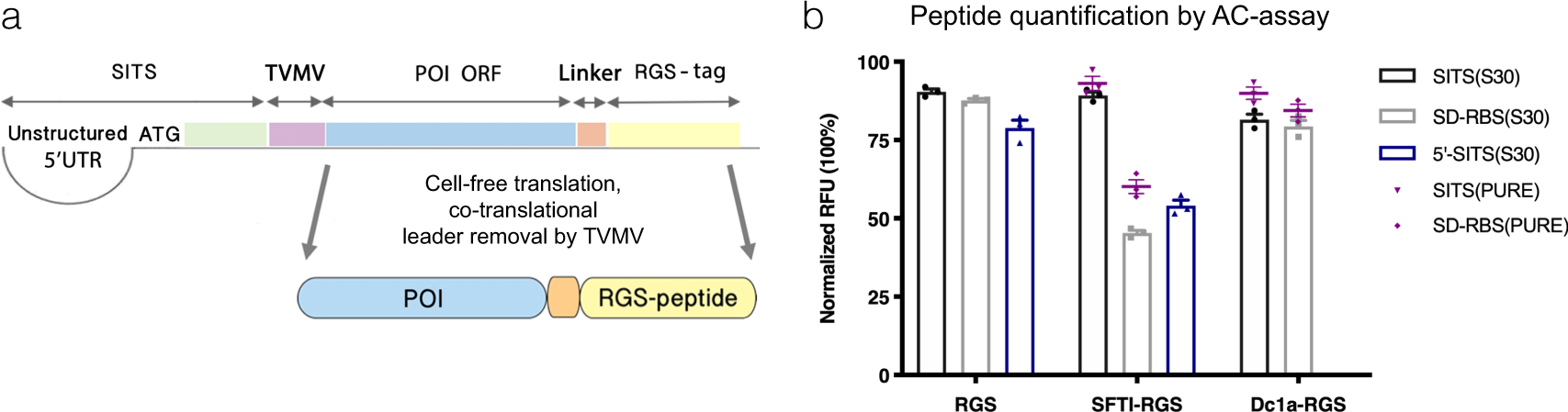 Fig. 2: Design and evaluation of expression cassette.