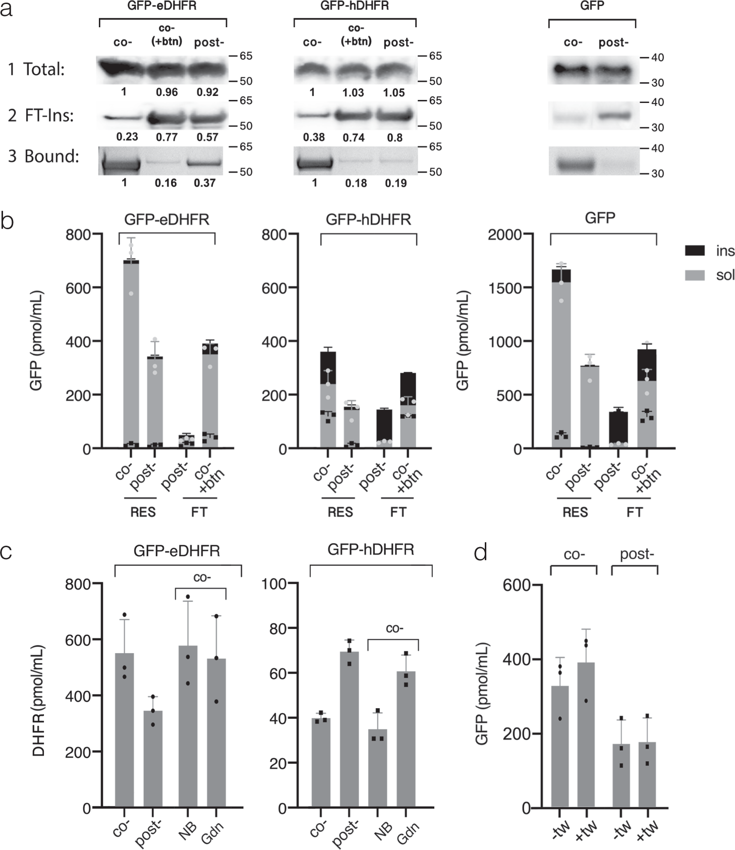 Fig. 5: Analysis of folding reporters translated in Strep-Tactin-resin-assisted Ec CFS.