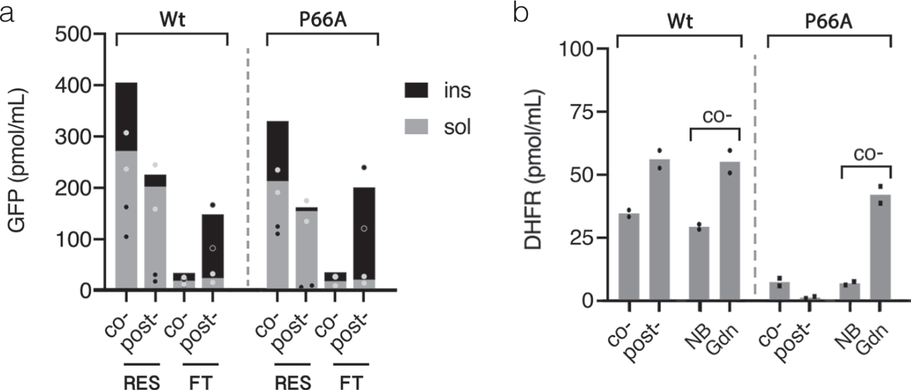 Fig. 7: Effect of Pro66 to Ala replacement in hDHFR on GFP-hDHFR activity following translation in Strep-Tactin-resin-assisted Ec CFS.