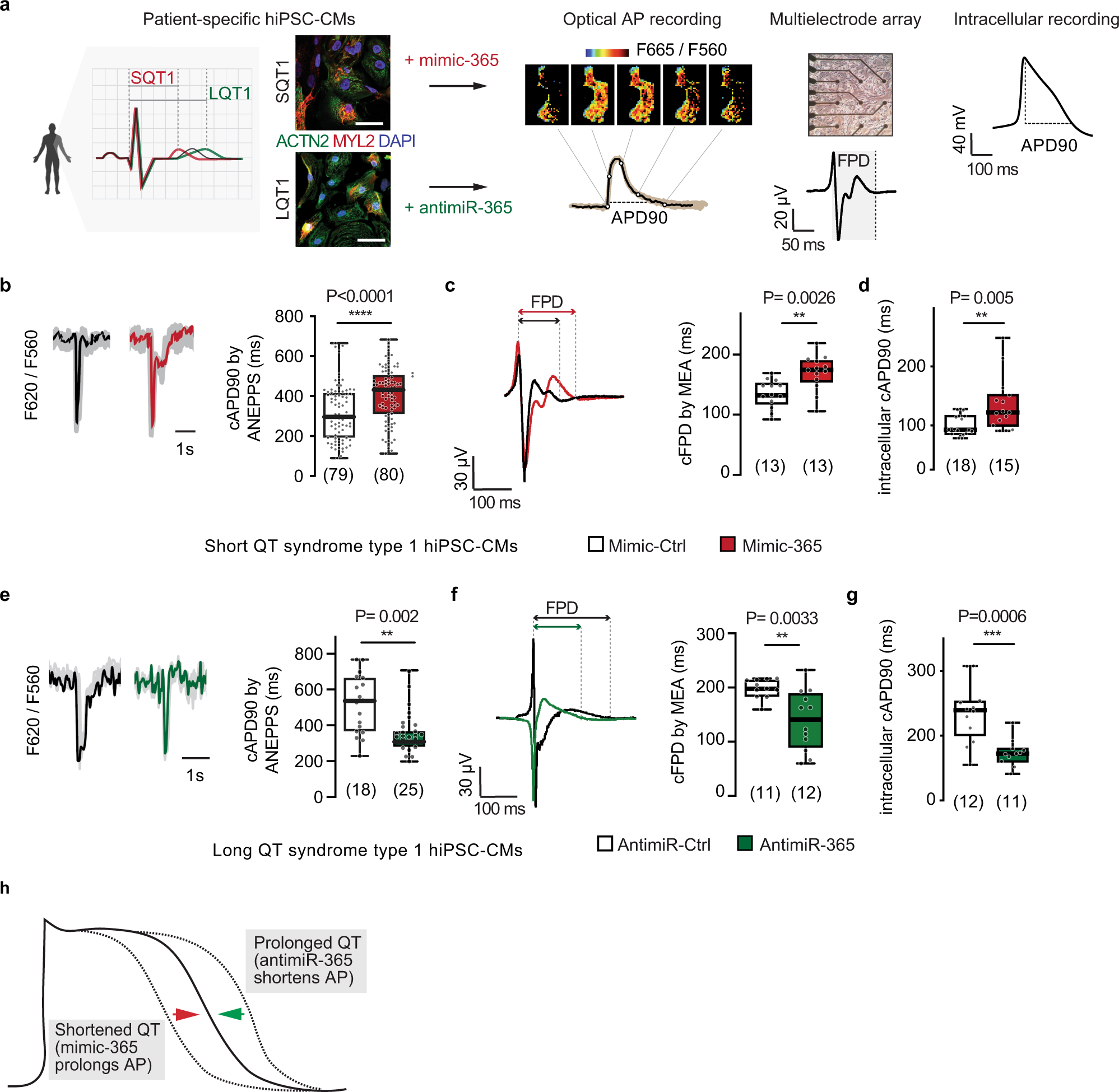 Fig. 3: Modulation of miR-365 in human models of QT syndromes.