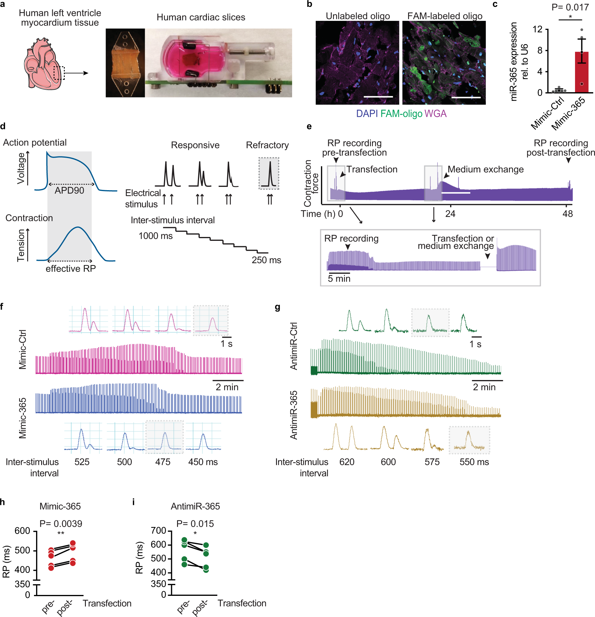 Fig. 7: Functional characterization of miR-365-based action potential regulation in human myocardium.