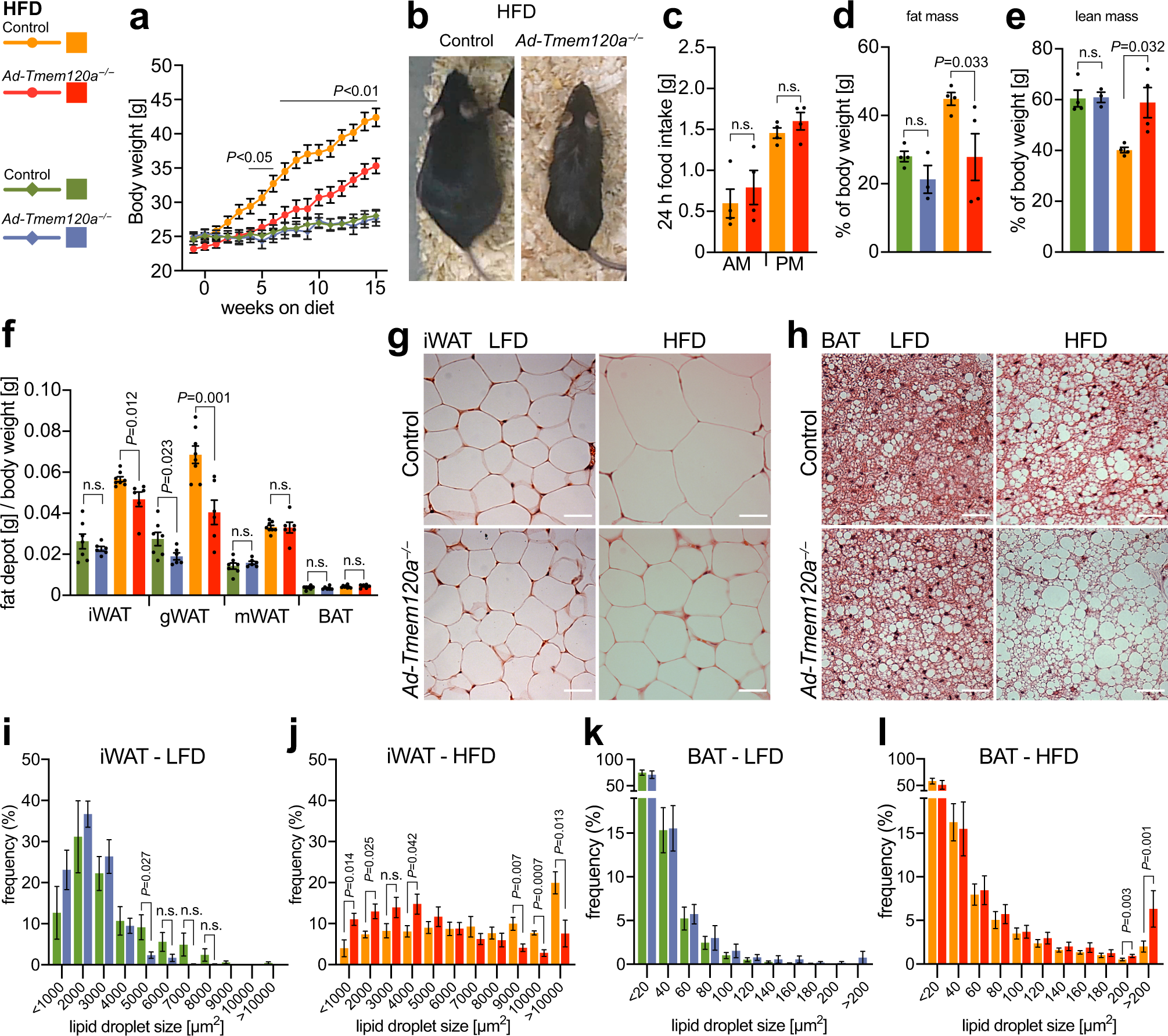 Genomic loci mispositioning in Tmem120a knockout mice yields latent  lipodystrophy | Nature Communications