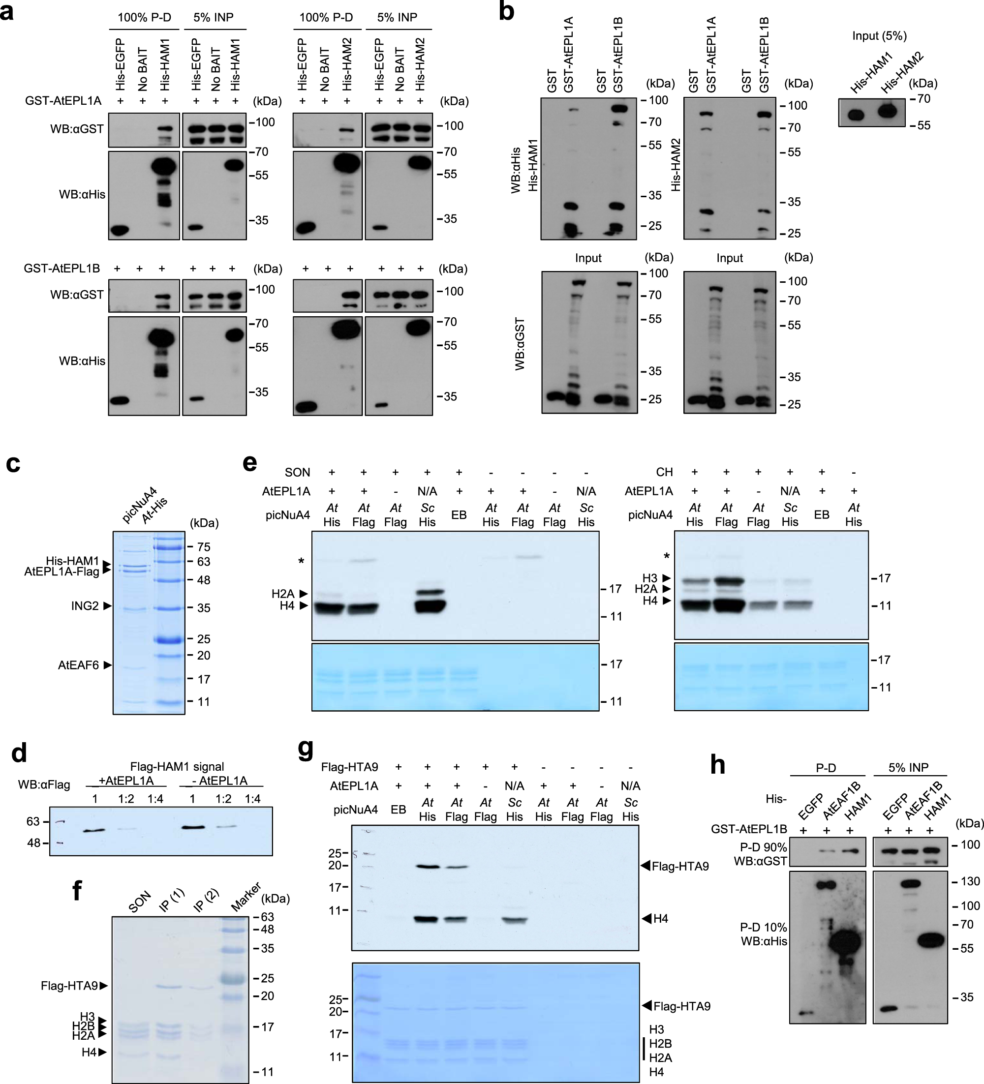 Fig. 4: AtEPL1 interacts directly with the catalytic and platform subunits of Arabidopsis NuA4 and supports nucleosomal H4 and H2A.Z acetylation in vitro.