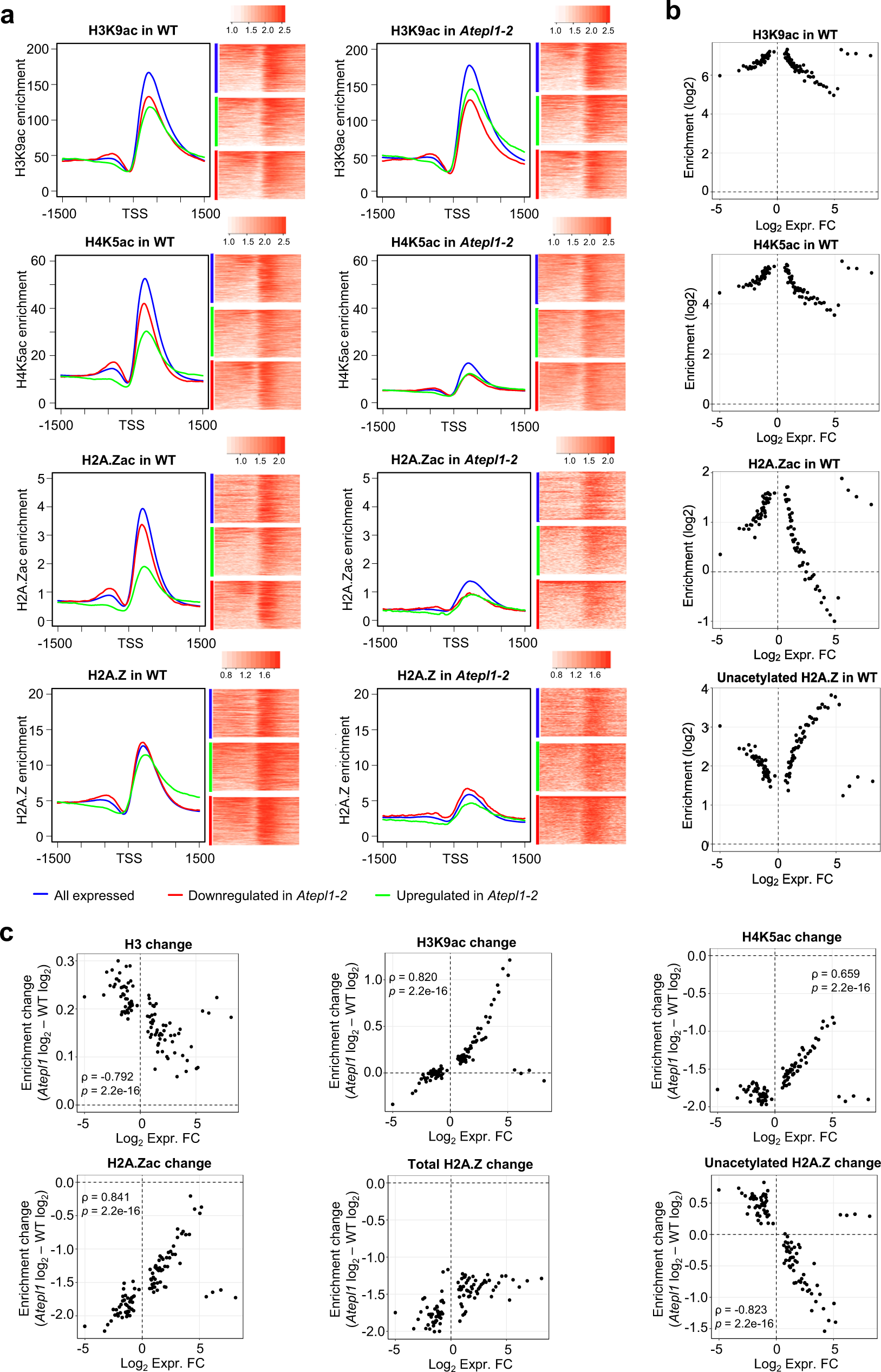 Fig. 6: Gain of H3ac and loss of H4ac and H2A.Zac shape the Atepl1-2 transcriptome.