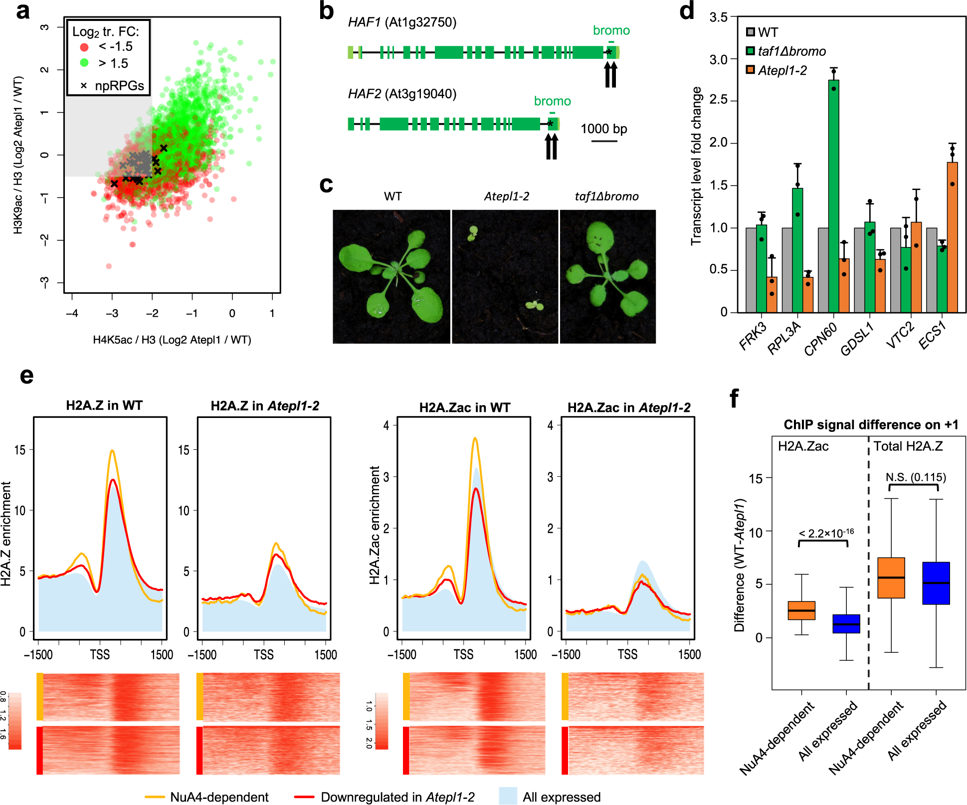 Fig. 7: H2A.Z enrichment on +1 nucleosomes and not TAF1 bromodomain-mediated TFIID recruitment determines the NuA4 dependence of npRPGs.