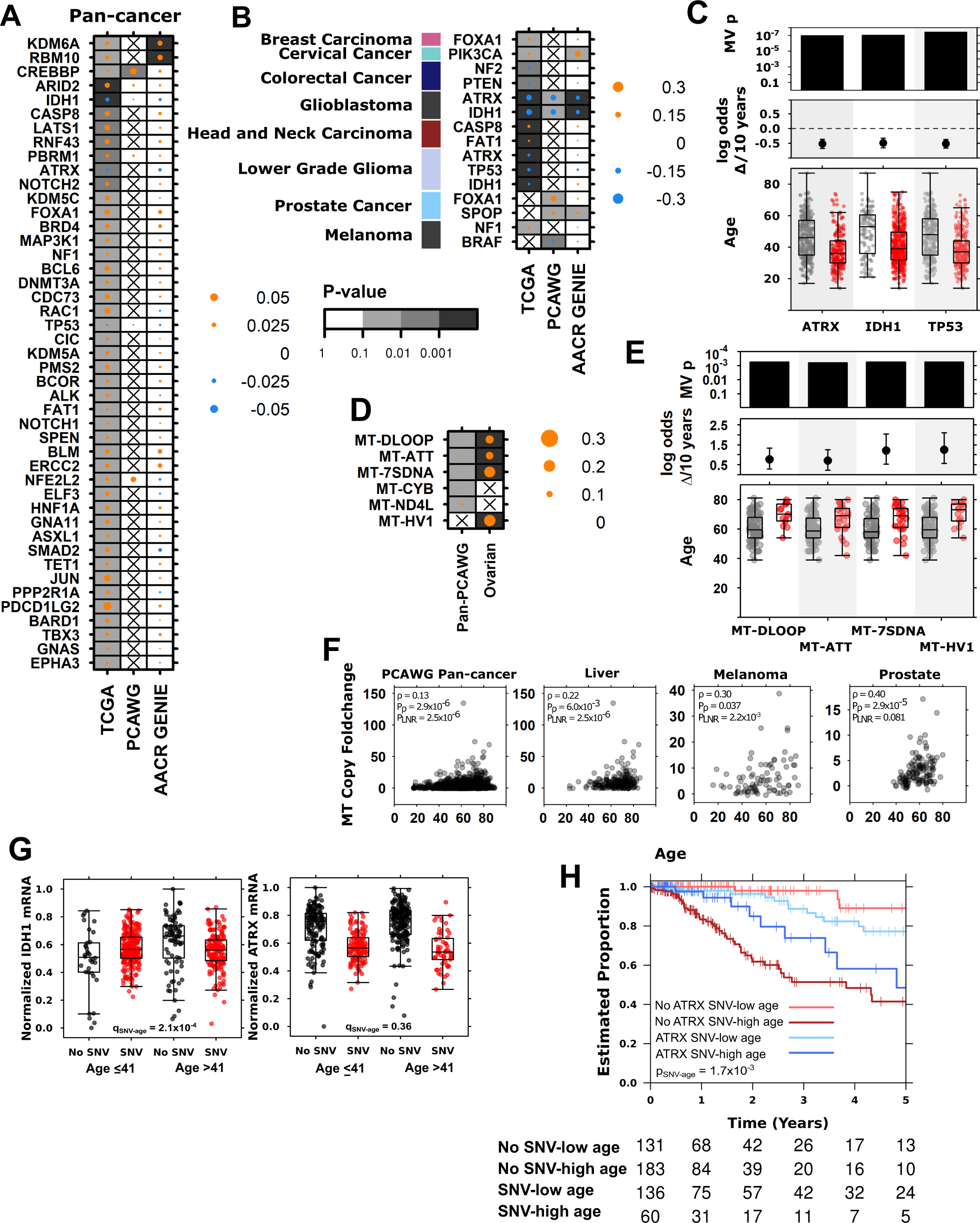Fig. 4: Age-associations in nuclear and mitochondrial SNVs reveal ATRX as an age-associated prognostic biomarker in lower grade glioma.