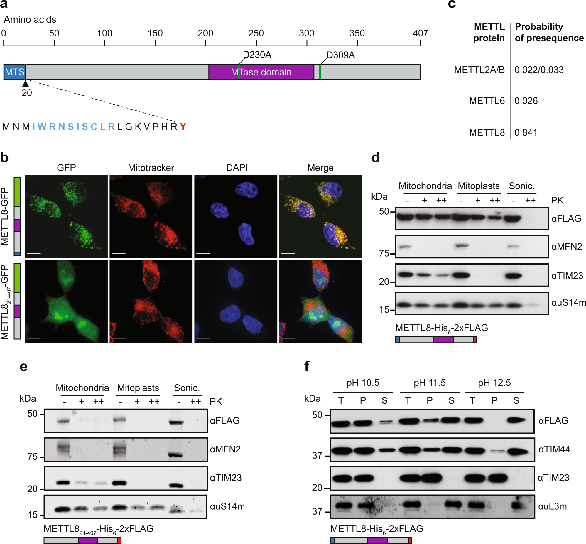The Rna Methyltransferase Mettl8 Installs M3c32 In Mitochondrial Trnasthr Ser Ucn To Optimise Trna Structure And Mitochondrial Translation Nature Communications