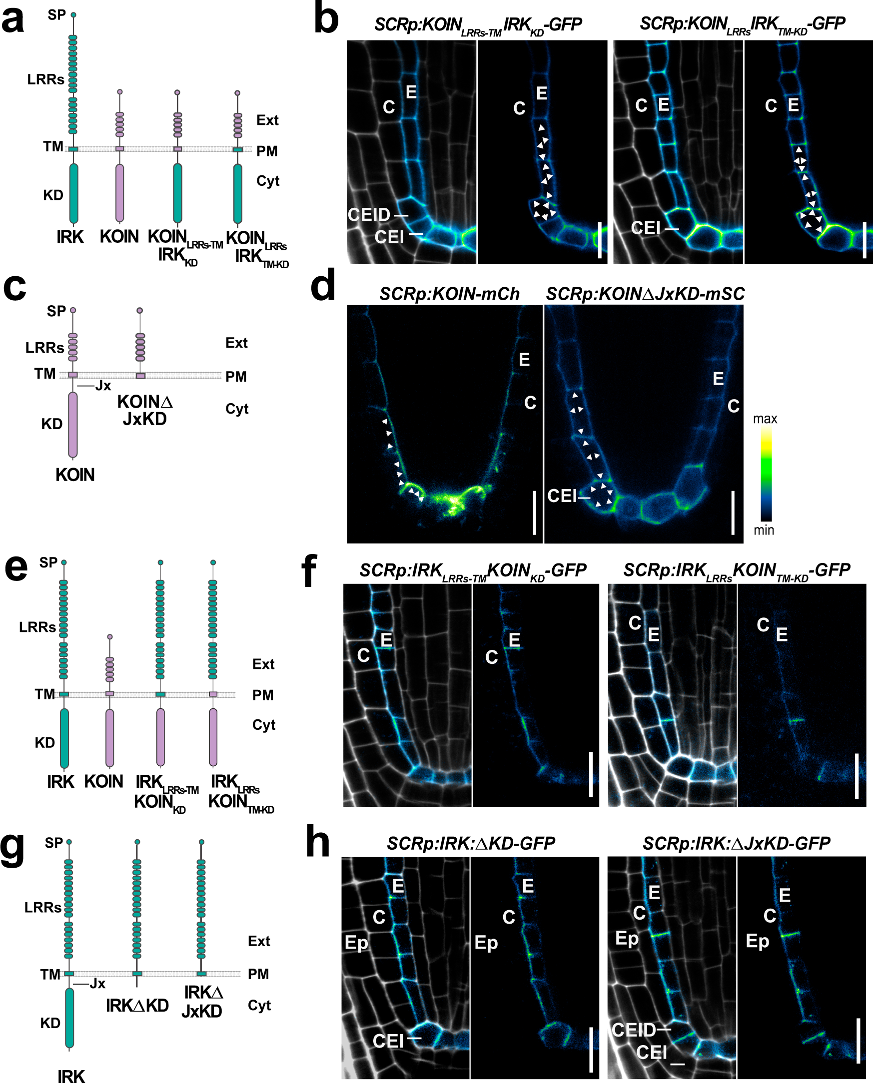 Fig. 4: KOIN and IRK sorting determinants reside in different portions of the protein.